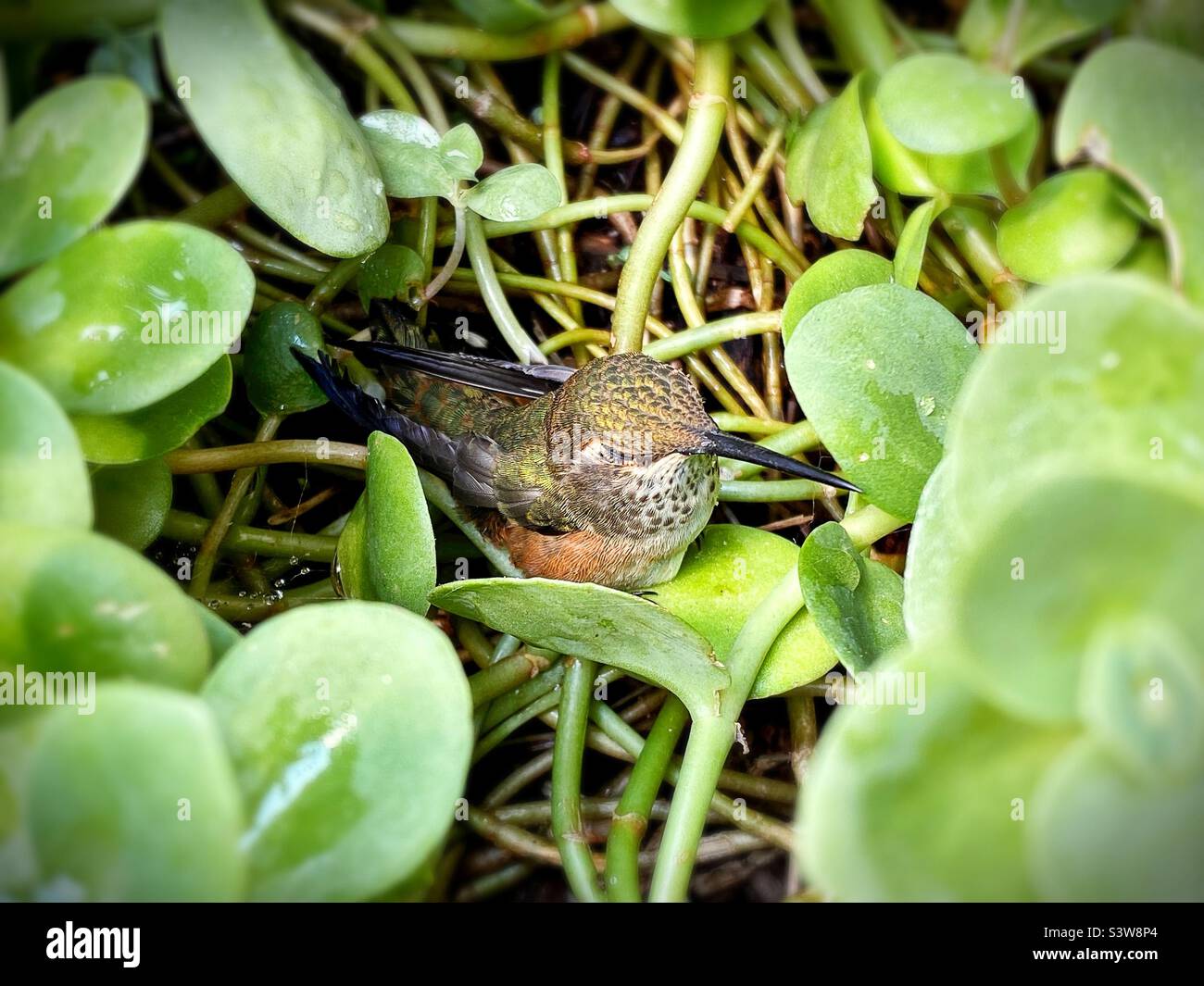 Un colibrì rufoso femmina. Foto Stock