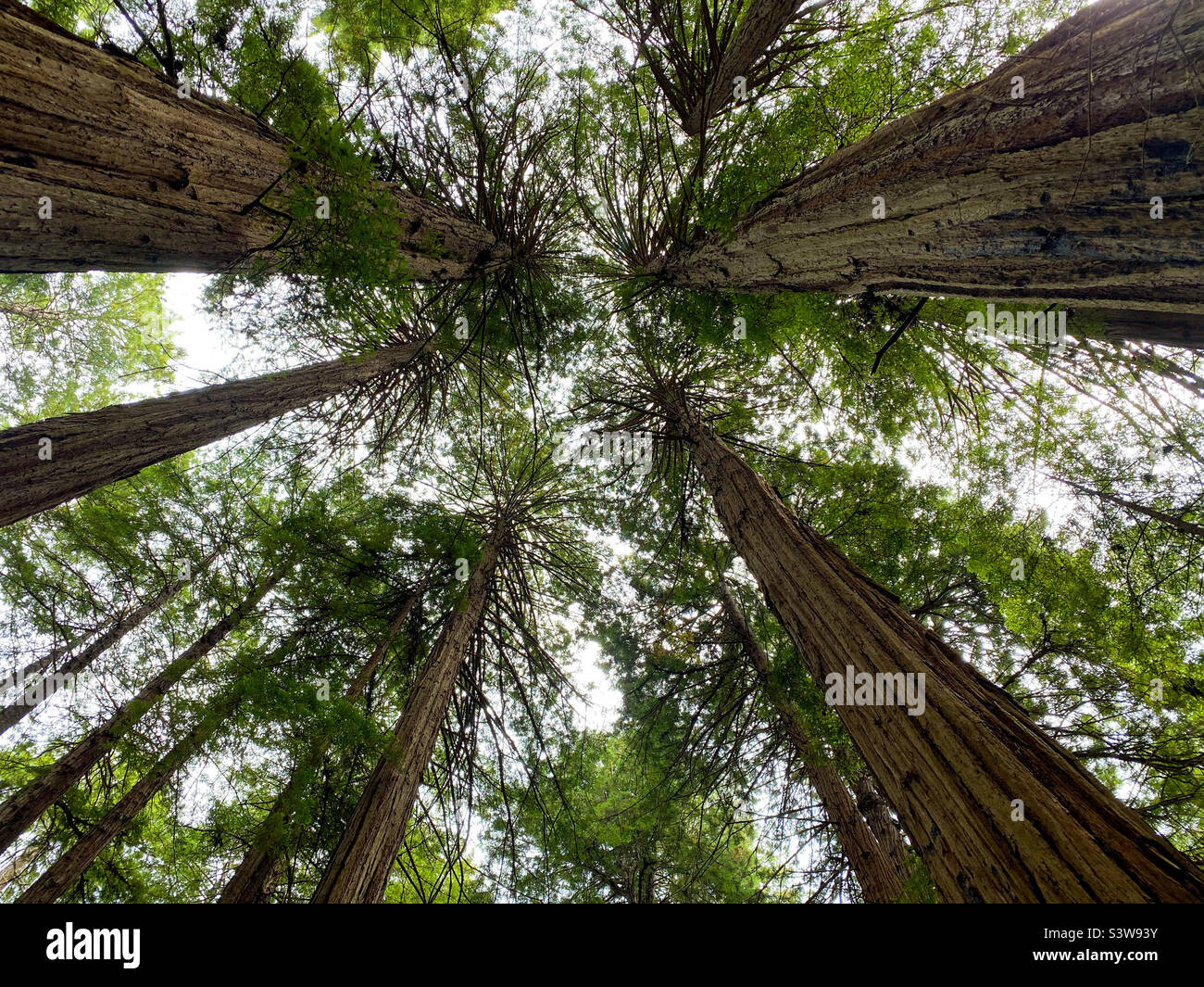 Guardando su un tetto di alberi di sequoie in Muir Woods National Monument, California, USA. Foto Stock