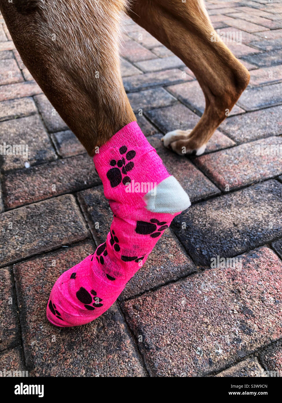Cane con una bendatura rosa sulla gamba posteriore sinistra dopo aver rimosso una crescita - Immagine stock catturata con smartphone