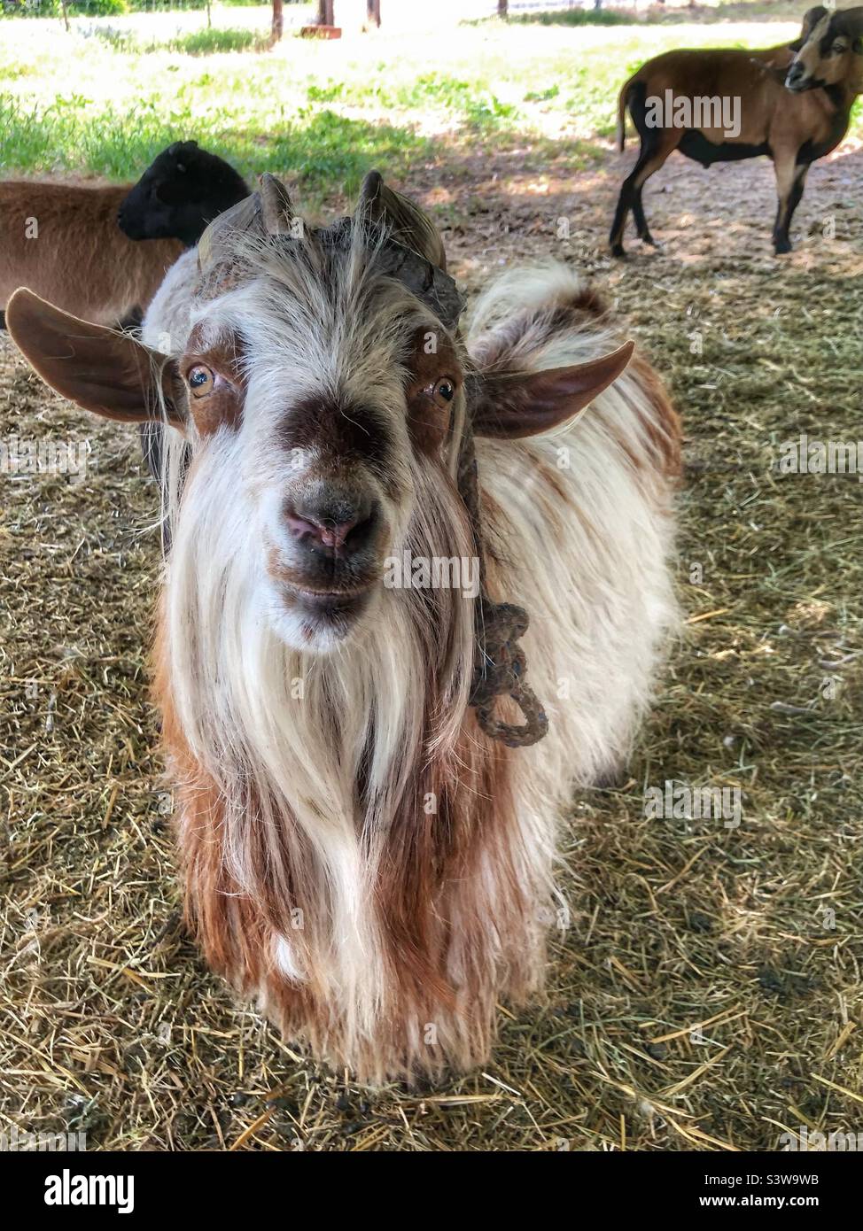 Billy capra assomiglia a hippy vecchio Foto Stock