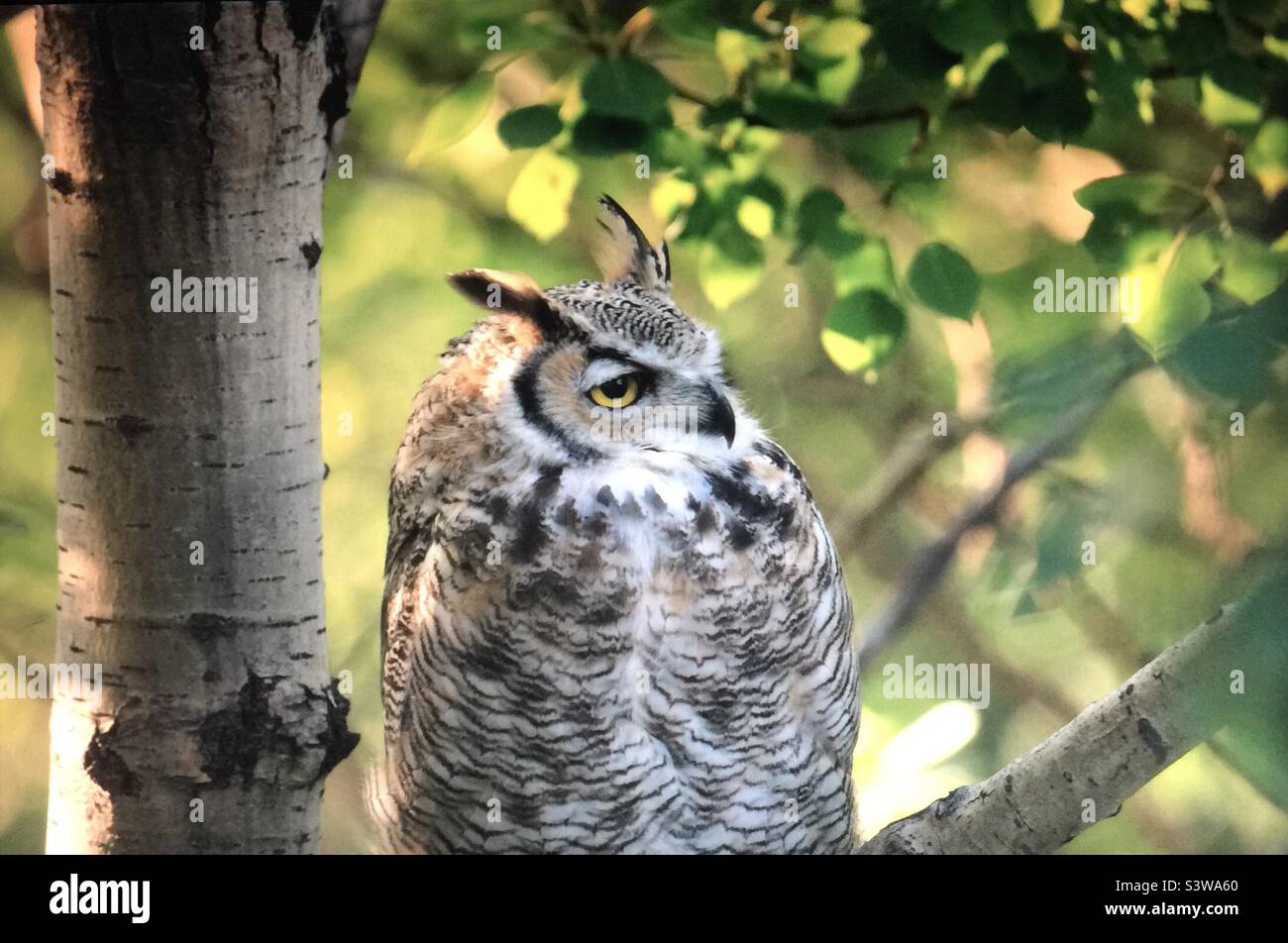 Gran gufo, gufo tigre, uccelli del Nord America, fauna selvatica, whooo, natura, natura, natura selvaggia, fotografia di cortile, boschi, alberi, occhi grandi, Foto Stock