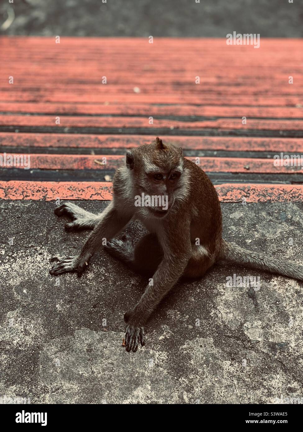 Scimmia seduto alle grotte di Batu Foto Stock