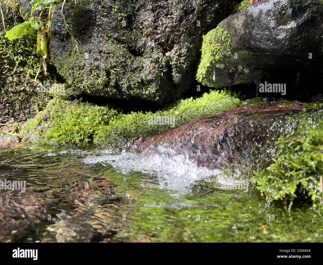 Fonte di acqua di sorgente di montagna fresca Foto Stock