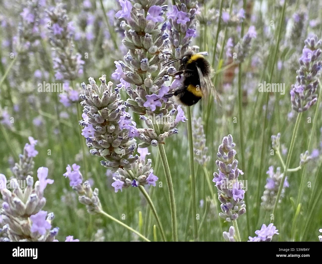Bumblebee raccolta nettare da pianta di lavanda Foto Stock