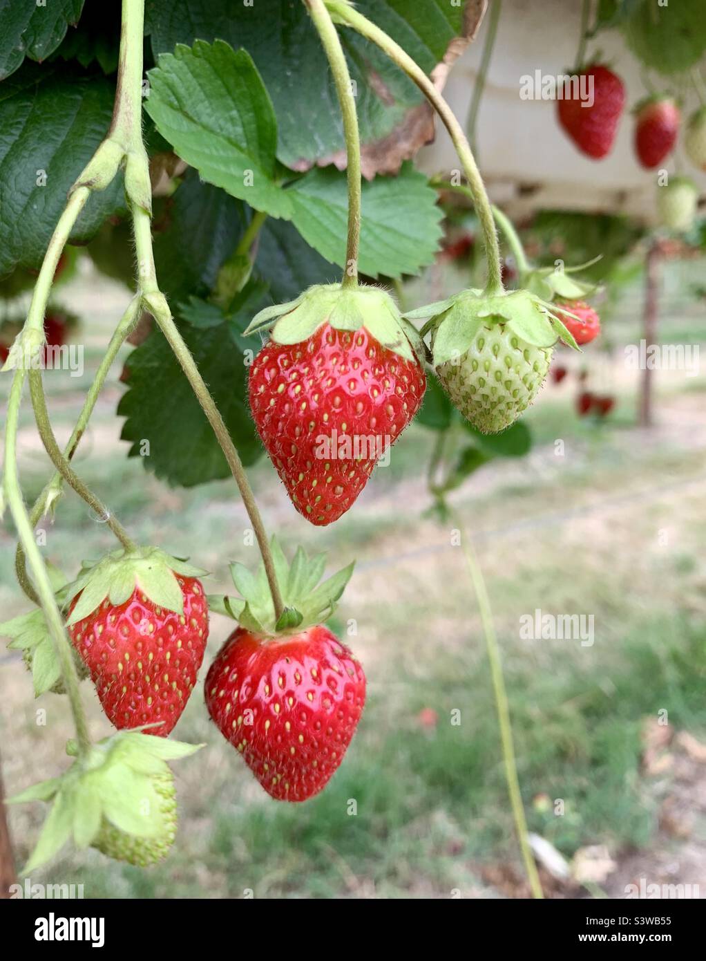 Fragole che pendono da piante di fragole che maturano per essere raccolte Foto Stock