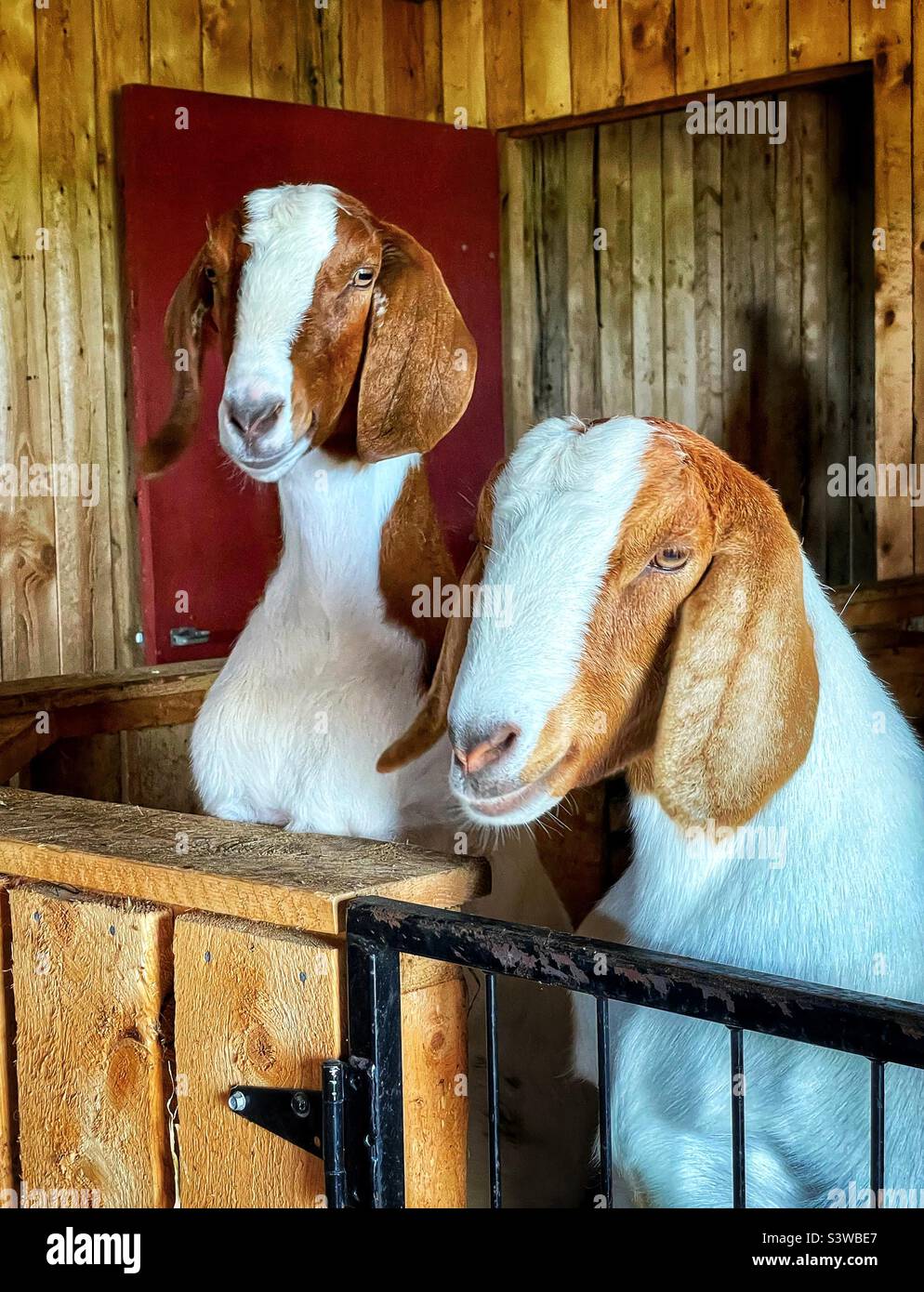 Due capre di Boer nella loro penna. - Immagine stock catturata con smartphone