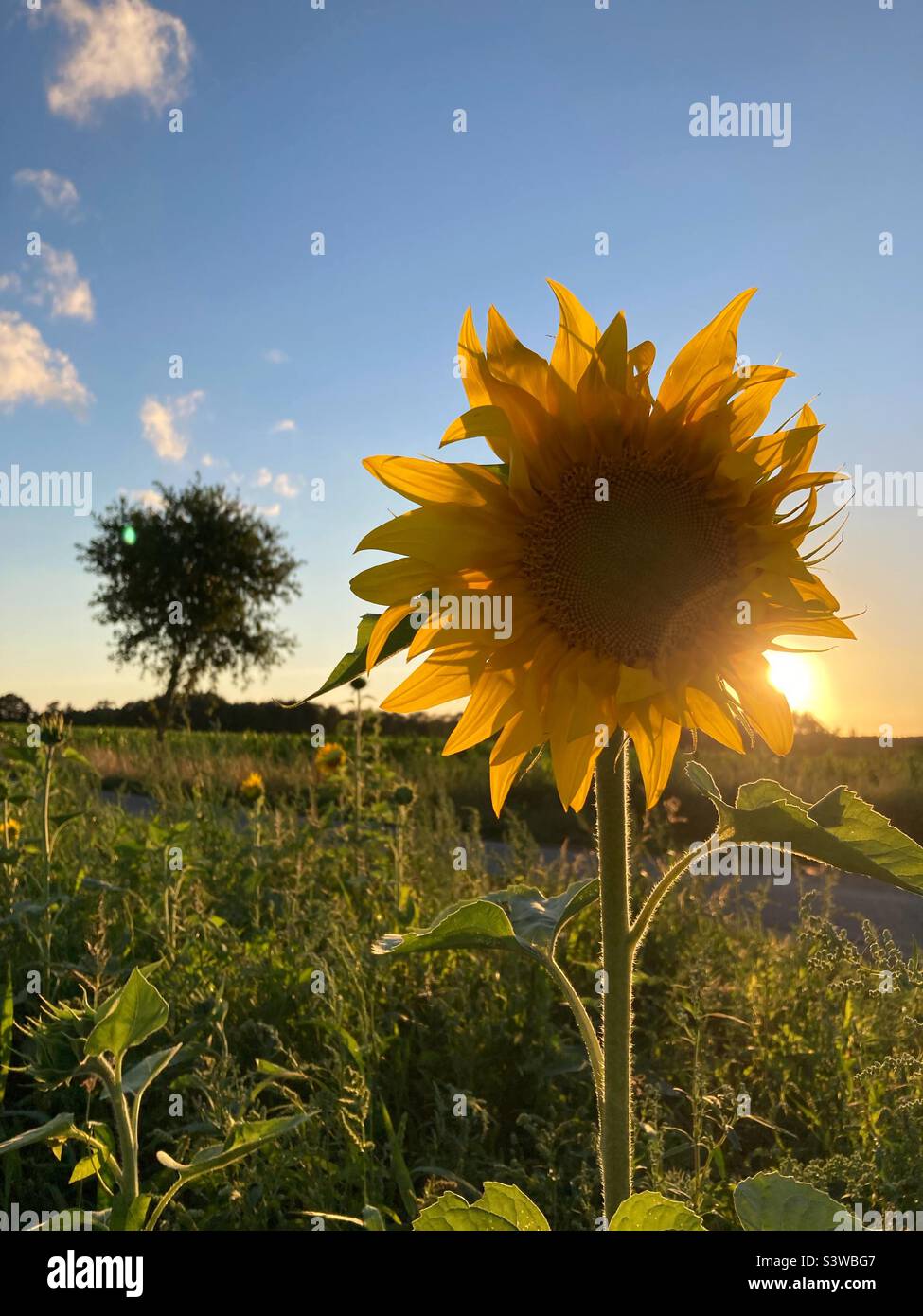 Un girasole in un campo in una serata di tarda estate con un albero sullo sfondo Foto Stock