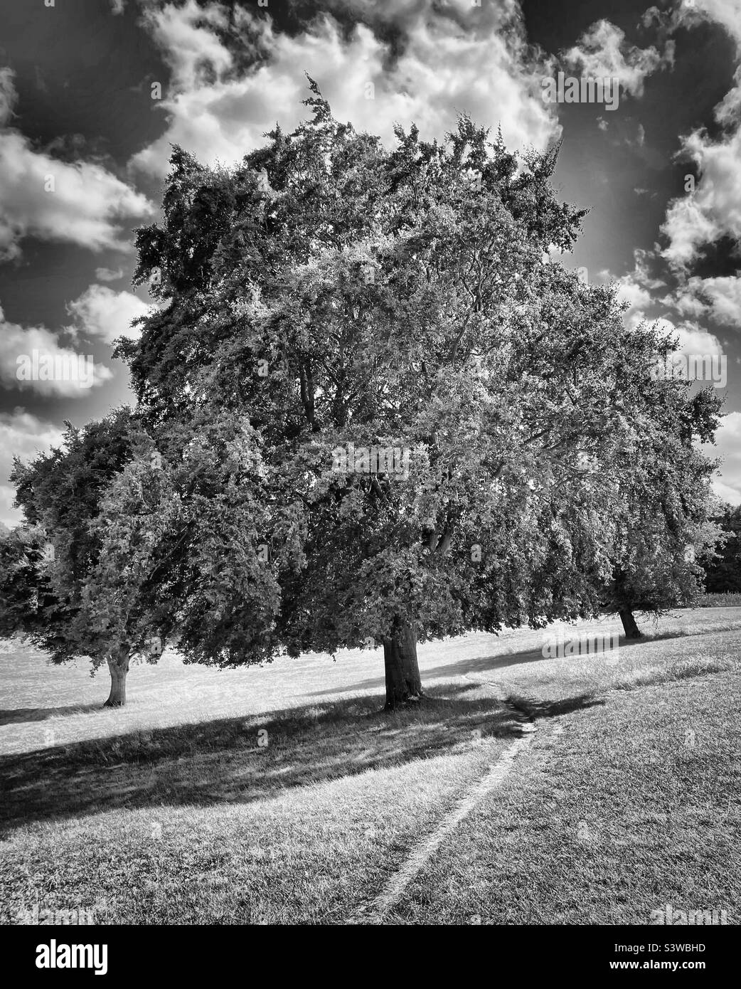 ‘Under the Tree’ una scena pittoresca nella campagna al culmine dell’estate (Bianco e nero) Foto Stock