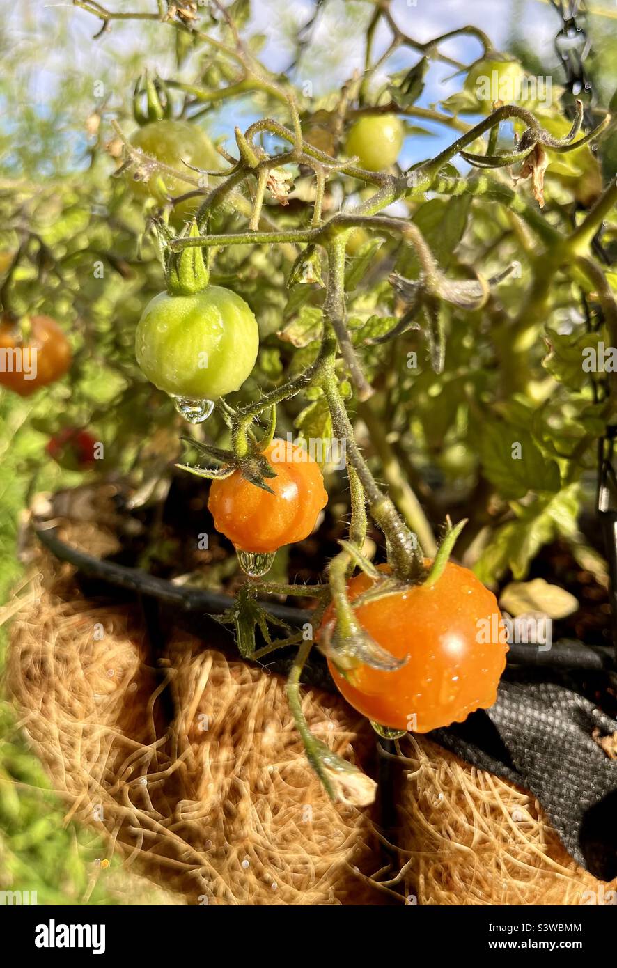 Homegrown pomodori - Immagine stock catturata con smartphone