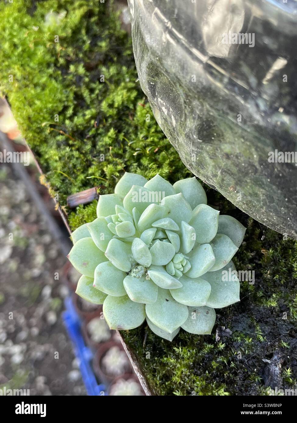 Echeveria Prolifica Foto Stock