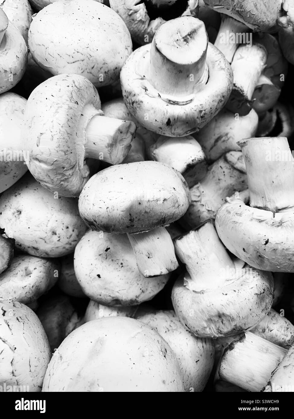 Funghi freschi sciolti in un mucchio di prodotti deliziosi. Foto Stock