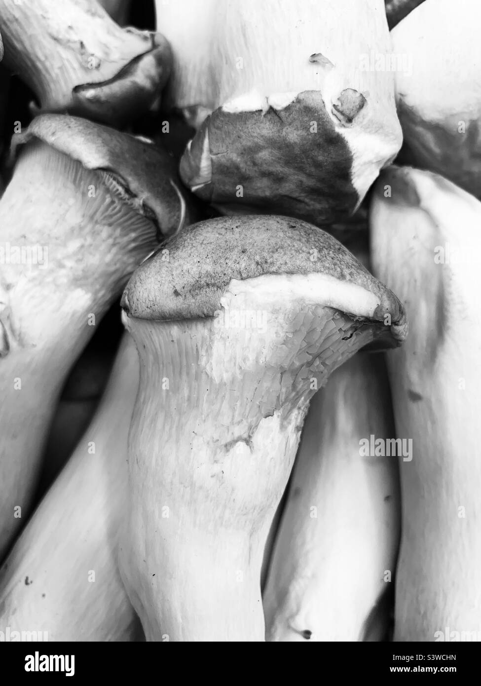 Deliziosi funghi freschi di ostriche king in bianco e nero. Foto Stock