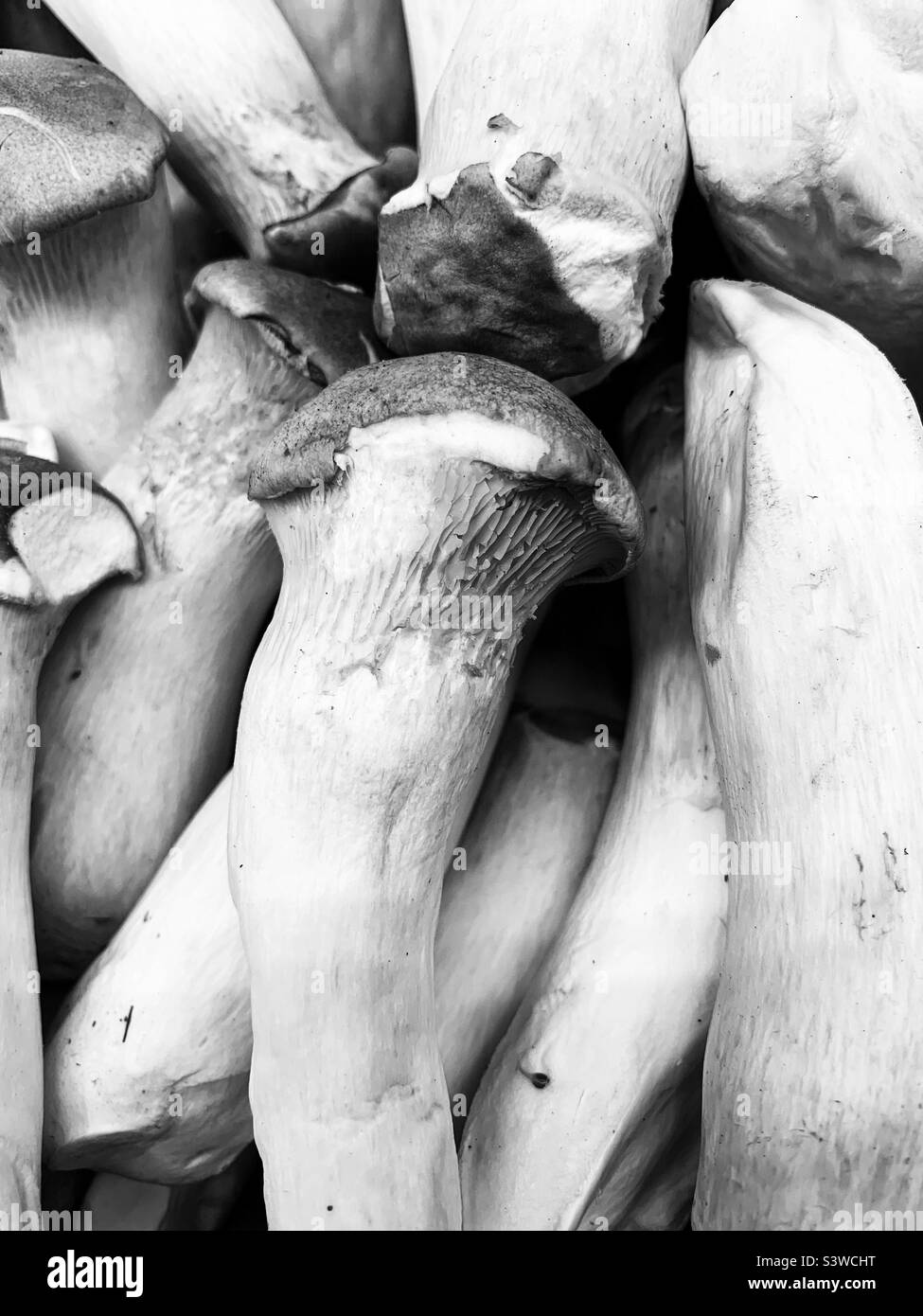 Deliziosi funghi di ostriche fresche in vendita nella sezione produzione in bianco e nero. Foto Stock