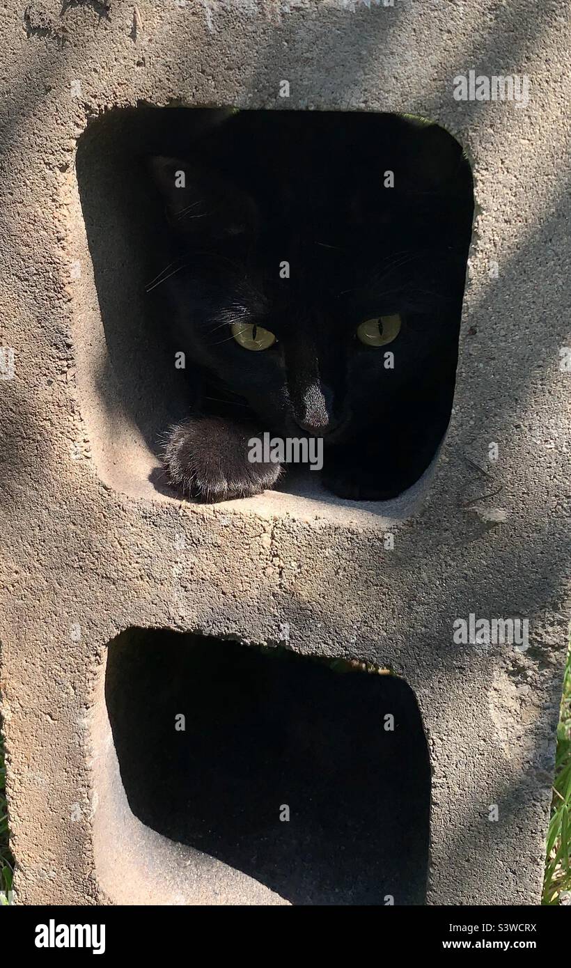 Gatto nero peering attraverso l'apertura di un blocco di cenere Foto Stock