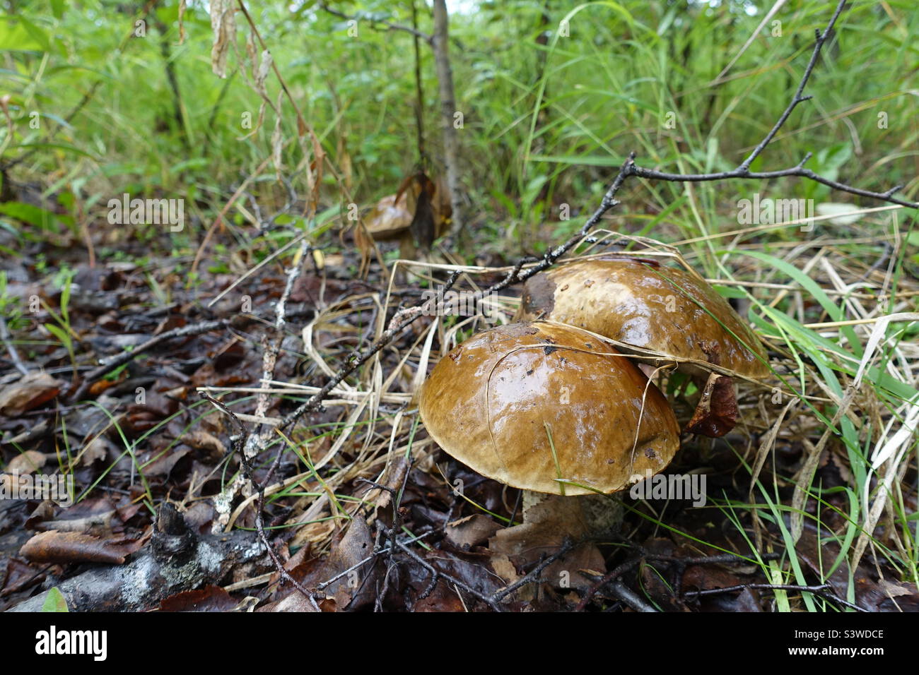 Funghi in natura Foto Stock