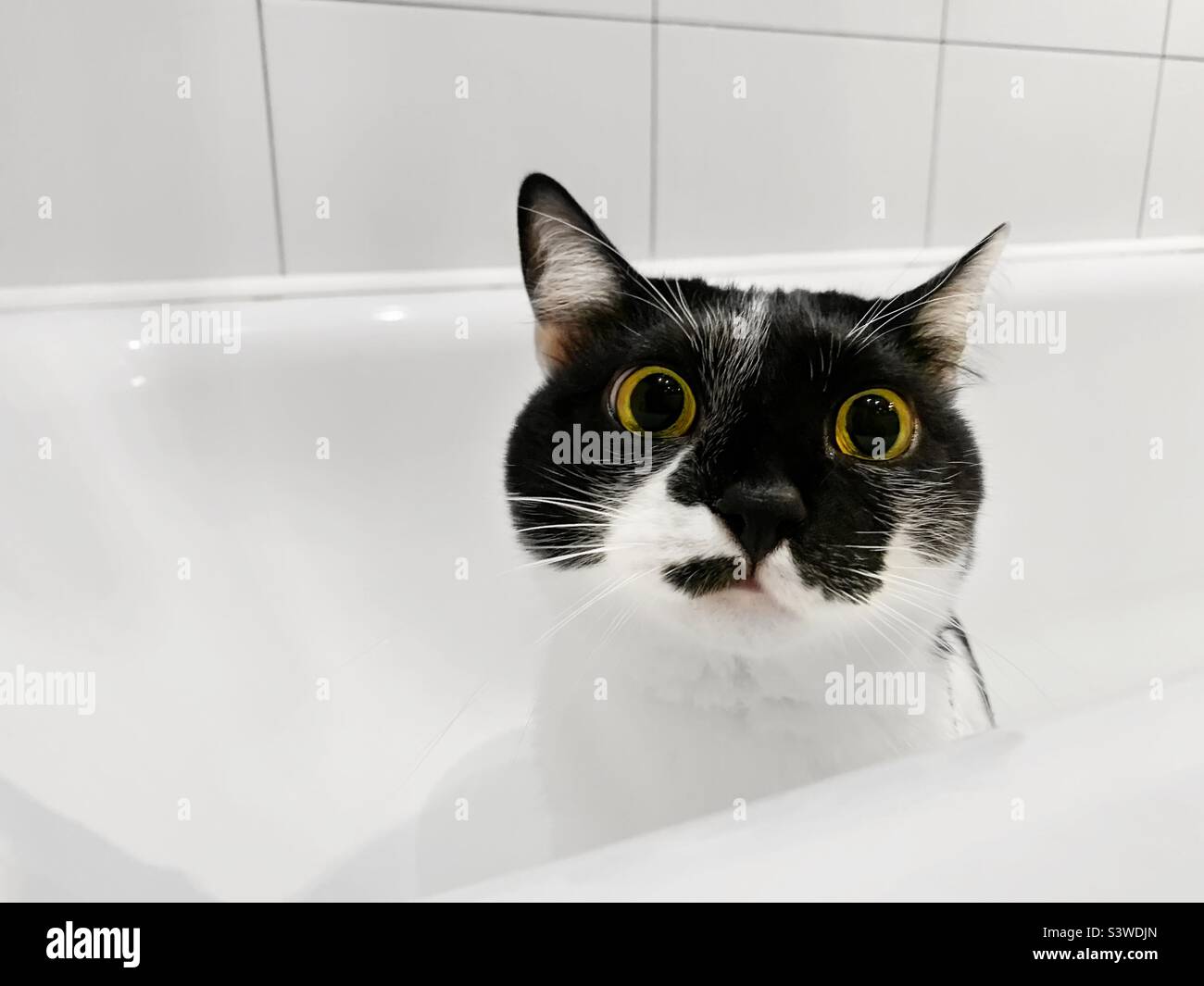 Carino gatto in bagno bianco Foto Stock