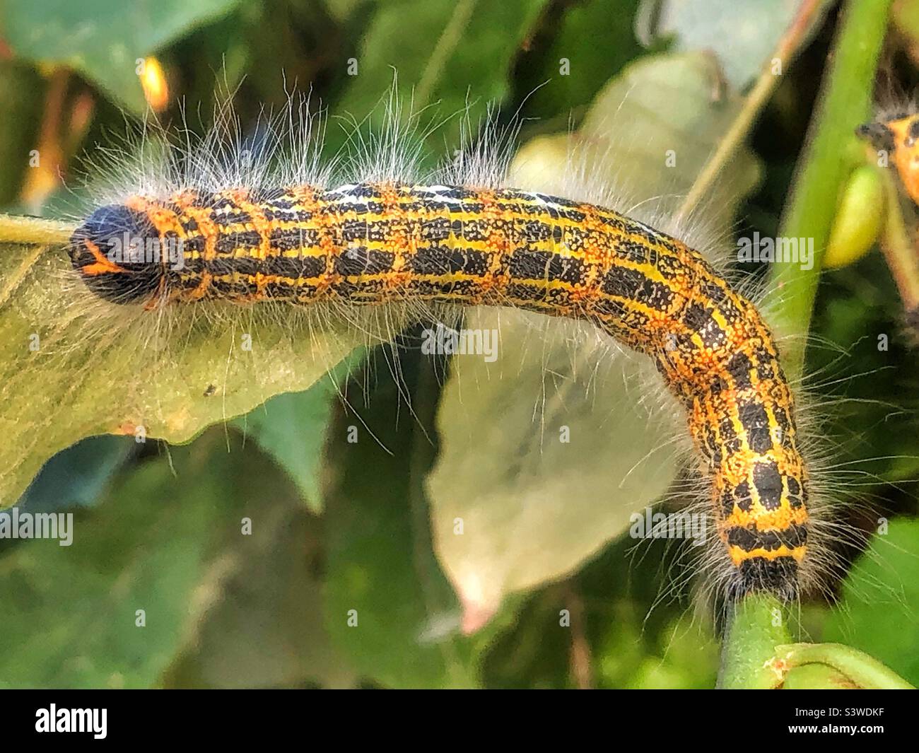 Falena a punta di buff caterpillar (Phalera bucephala) Foto Stock