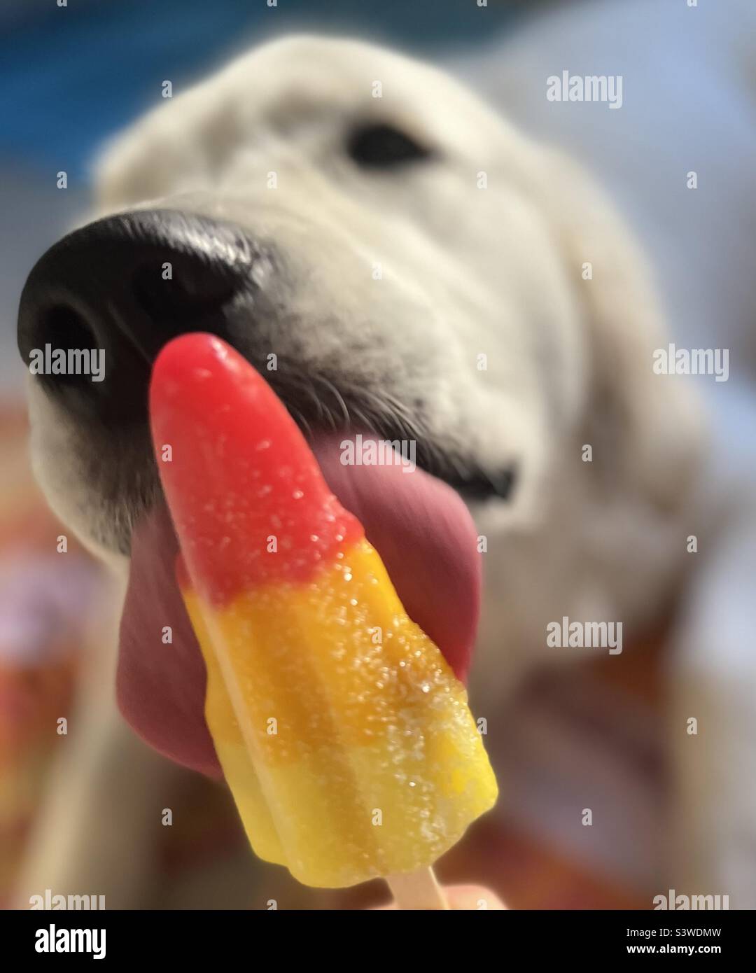 Cane leccando un Lolly di ghiaccio in una giornata calda. Foto Stock