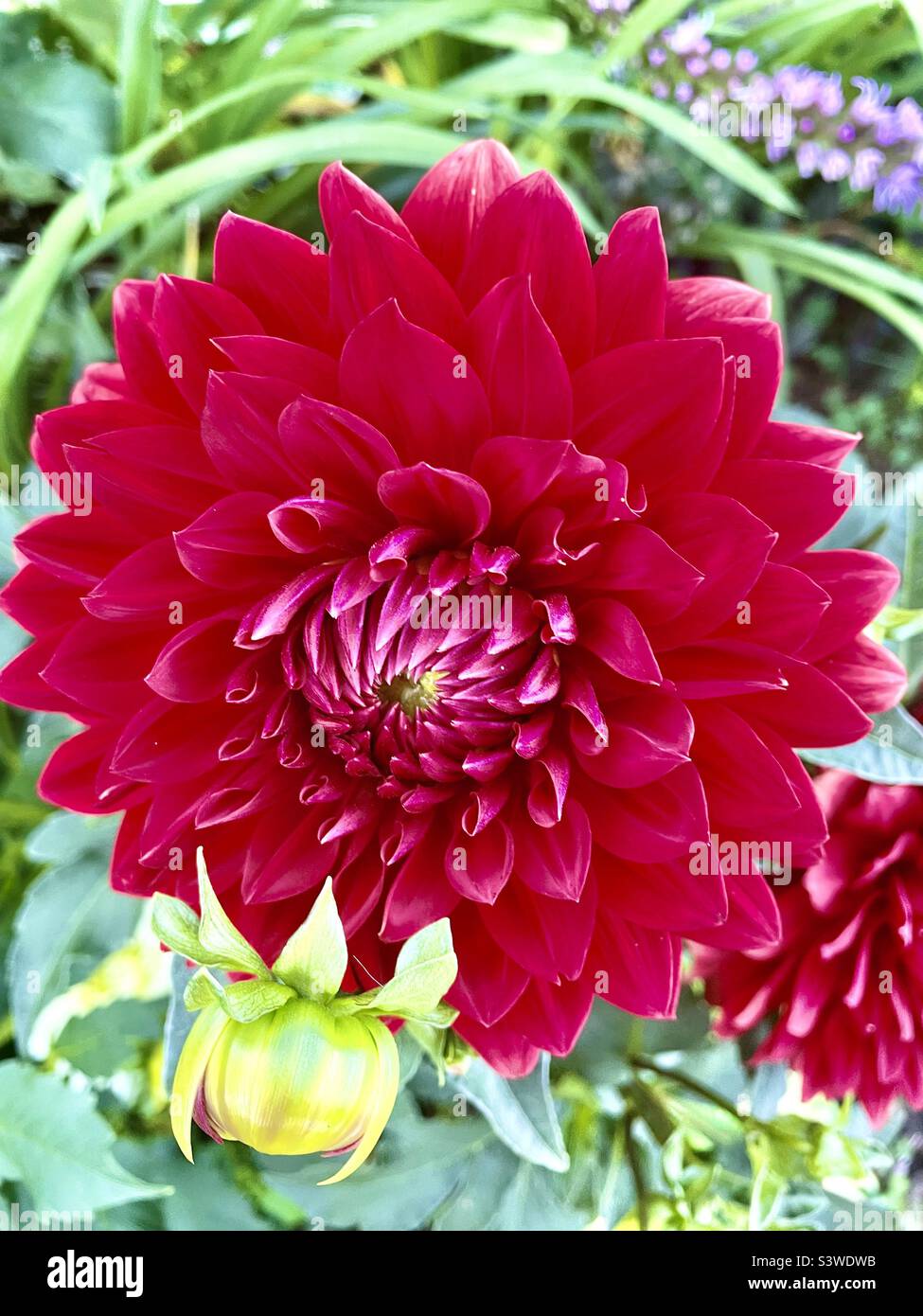 Dahlia rosso e germoglio Foto Stock