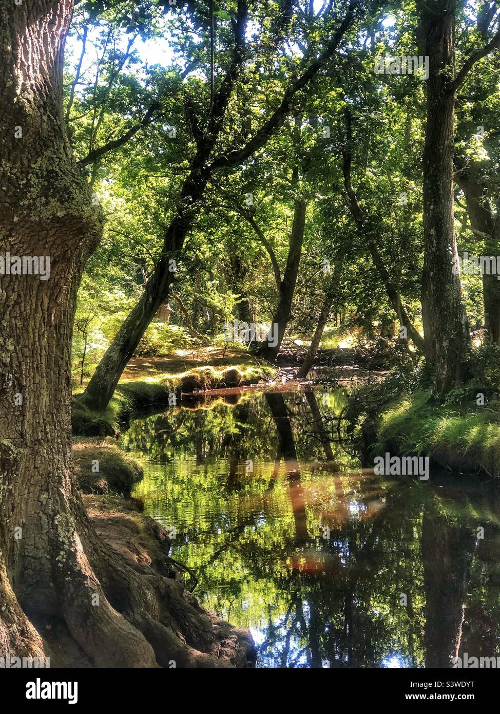 Torrente Ober nel Parco Nazionale della Nuova Foresta. Estate 2022 Foto Stock