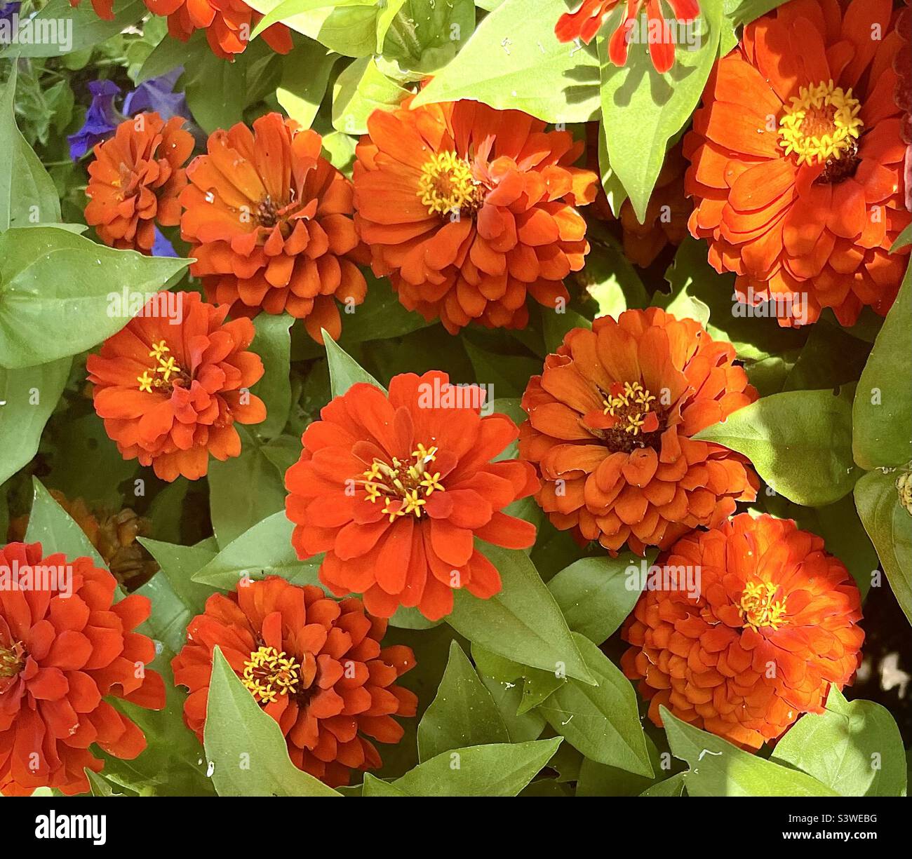 Tageti - Immagine stock catturata con smartphone