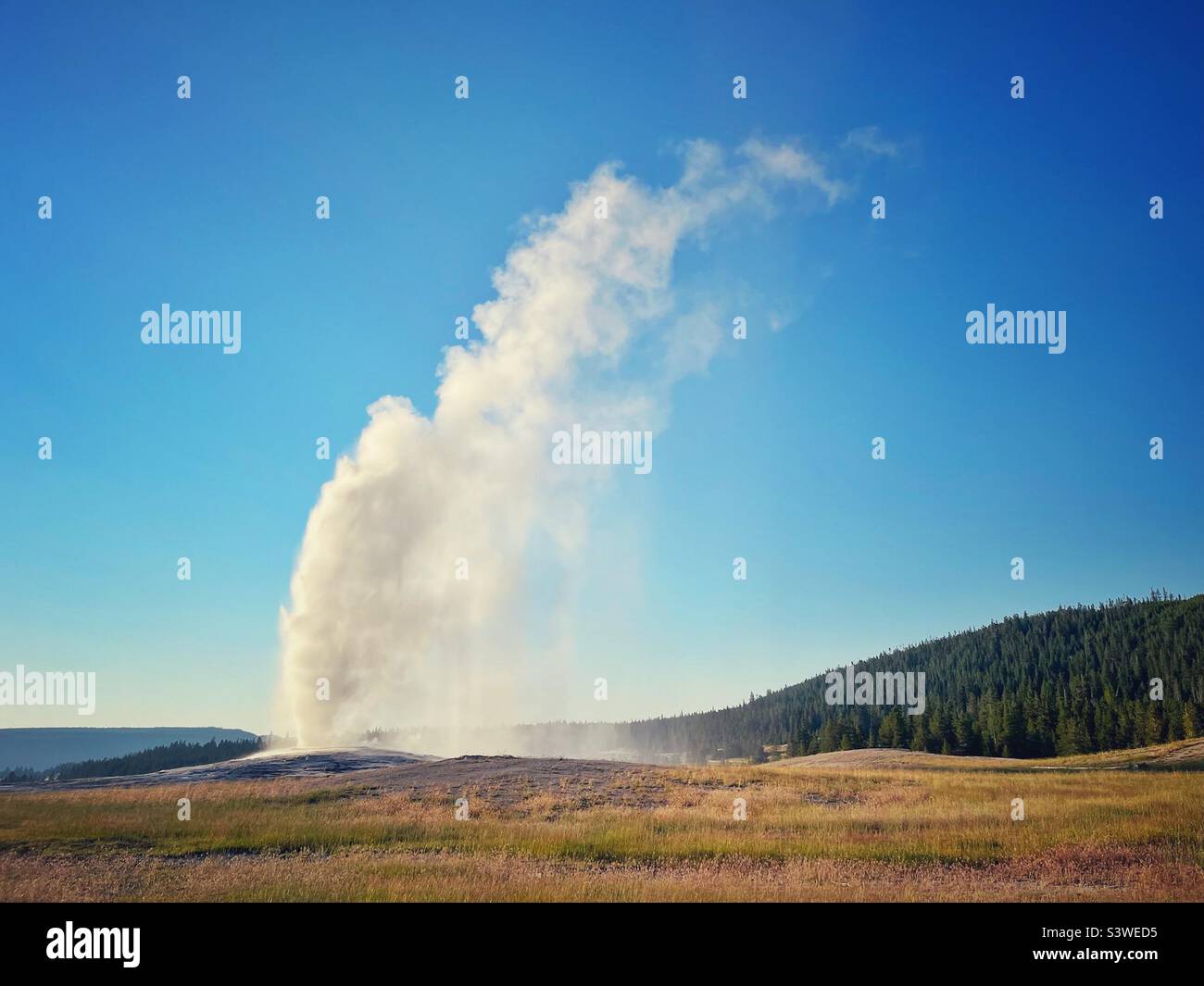 Vecchie fedeli esplode nel Parco Nazionale di Yellowstone Foto Stock