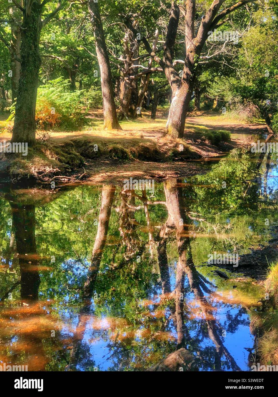 Il torrente d'acqua Ober e la riflessione nel Parco Nazionale della Nuova Foresta. Agosto 2022 Foto Stock