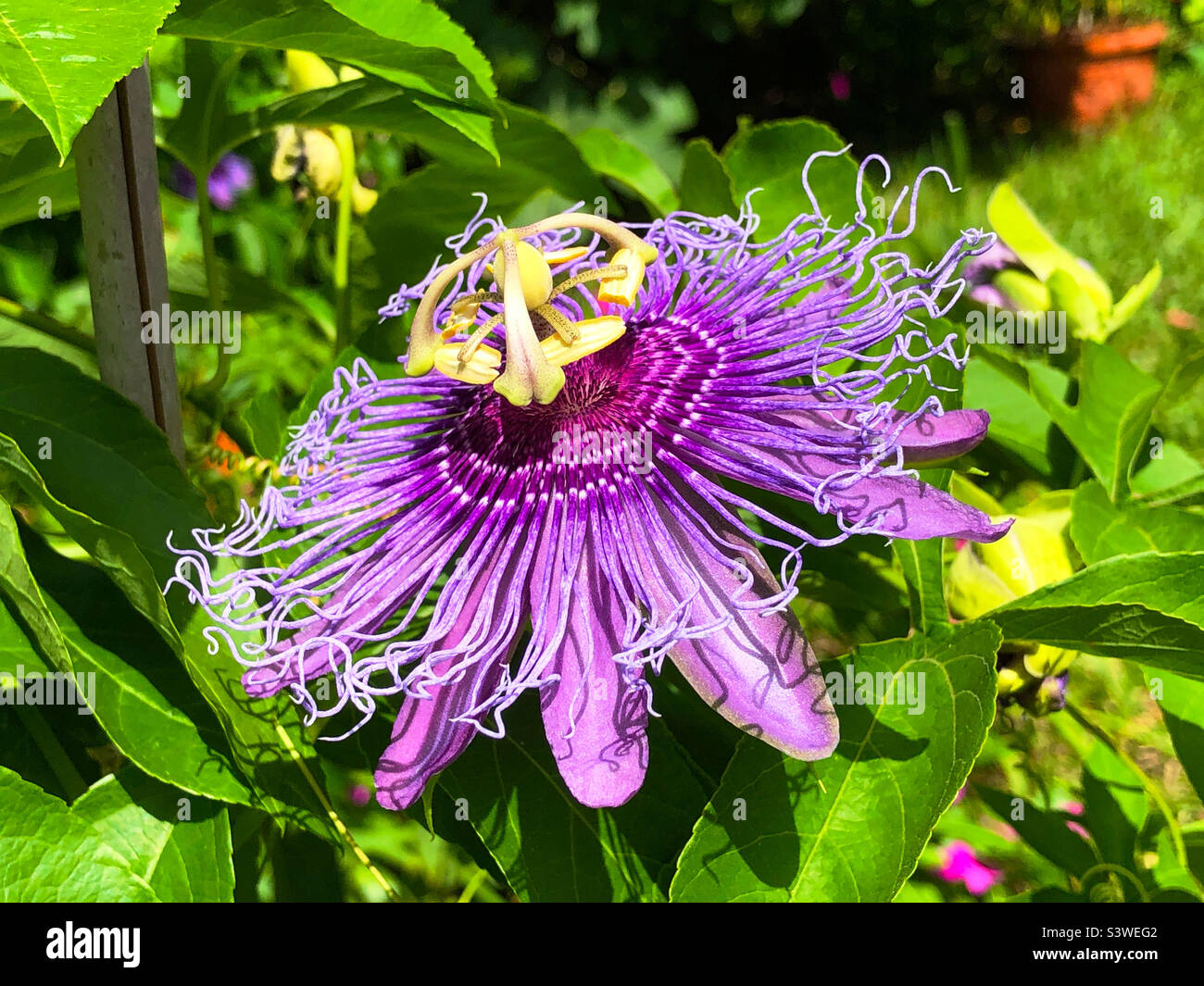 Fiore della Passione viola in un cortile posteriore della Florida - Immagine stock catturata con smartphone