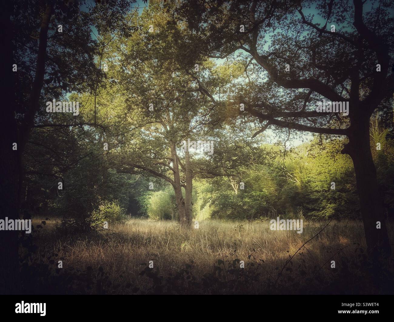 Alberi nel prato estivo. Un albero si trova alla luce del sole in un prato aperto di fine estate. Gli alberi in primo piano sono in ombra. Foto Stock