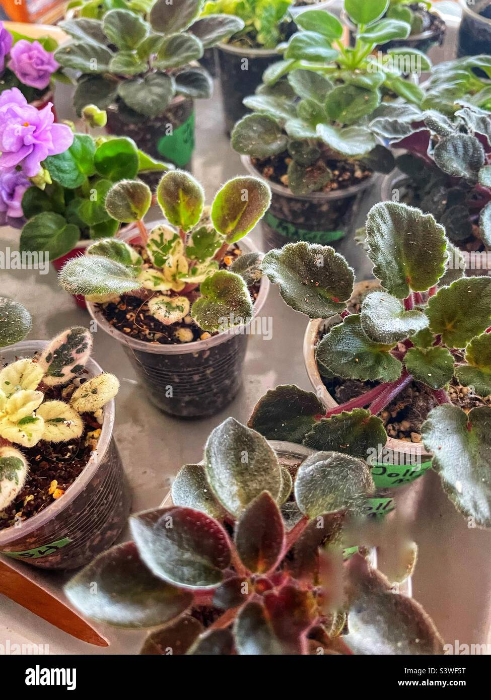Un vassoio di una varietà di violette africane in miniatura. Foto Stock