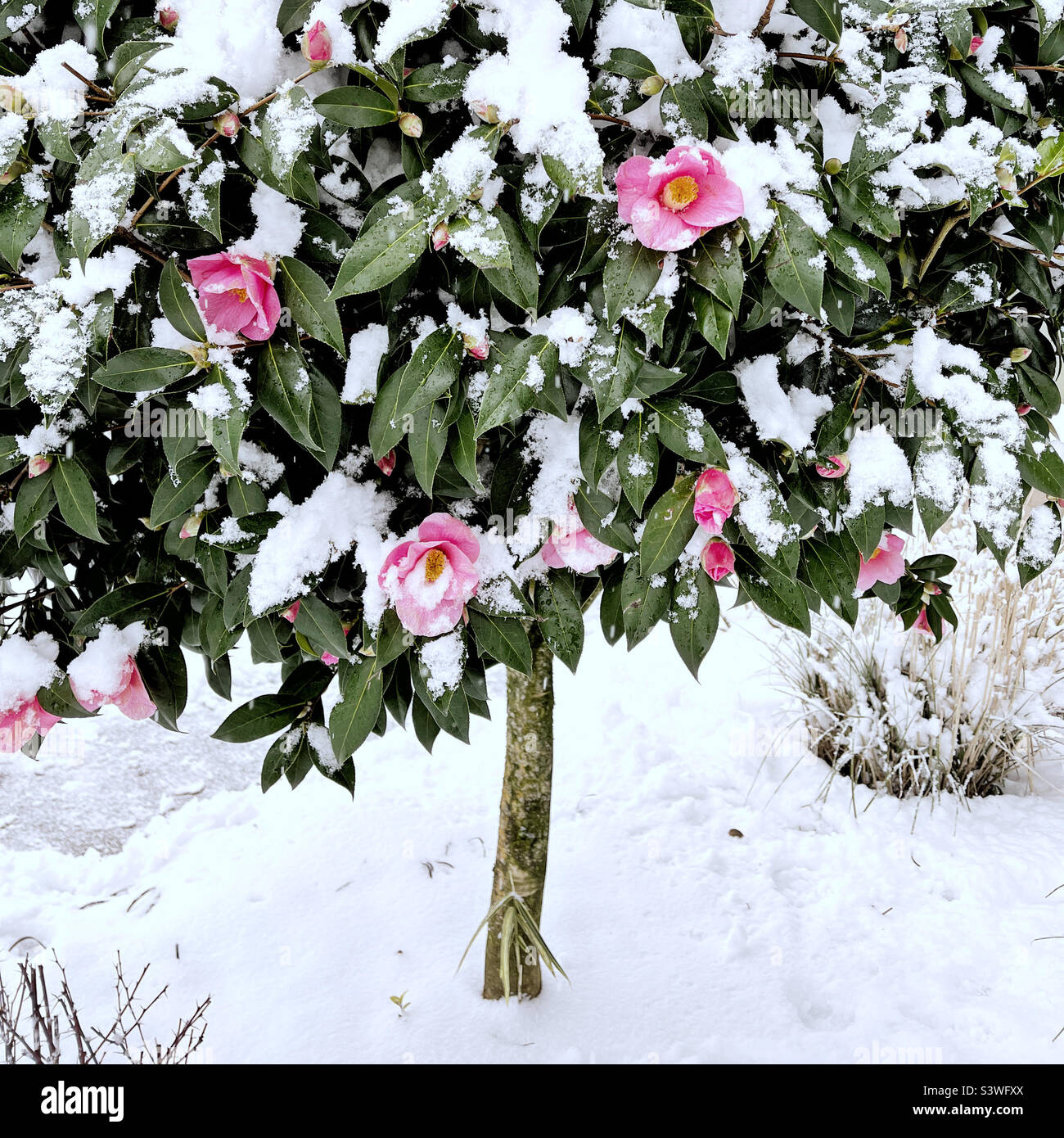 Fioritura rosa camelia albero sotto la neve Foto Stock