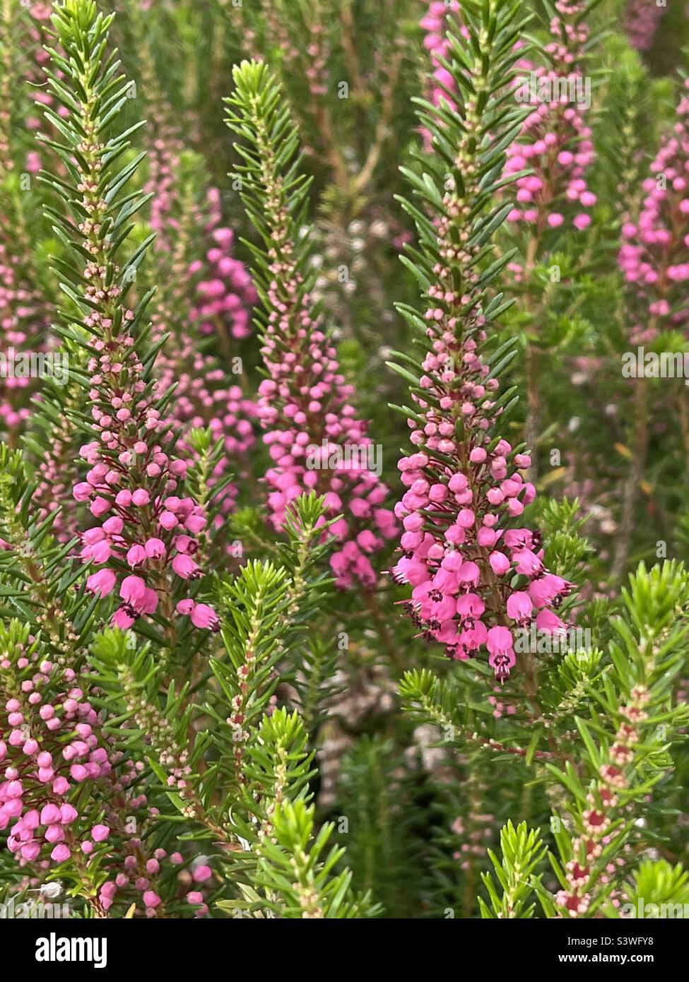 Fioritura del brughiera della Cornovaglia Foto Stock