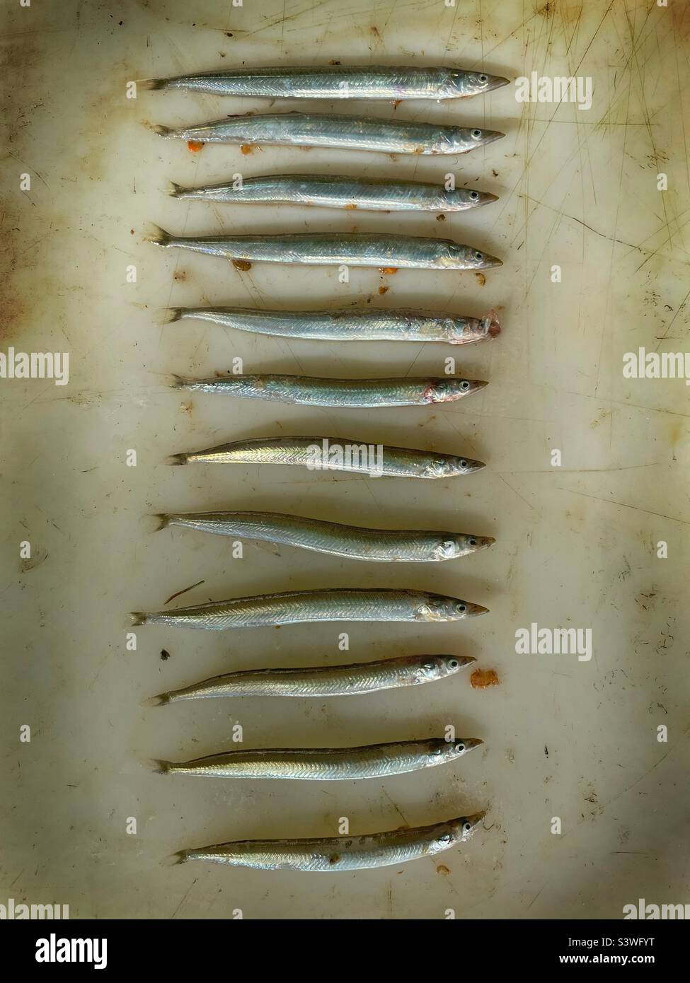 12 sandeel, il contenuto di stomaco di un piccolo basso. Foto Stock