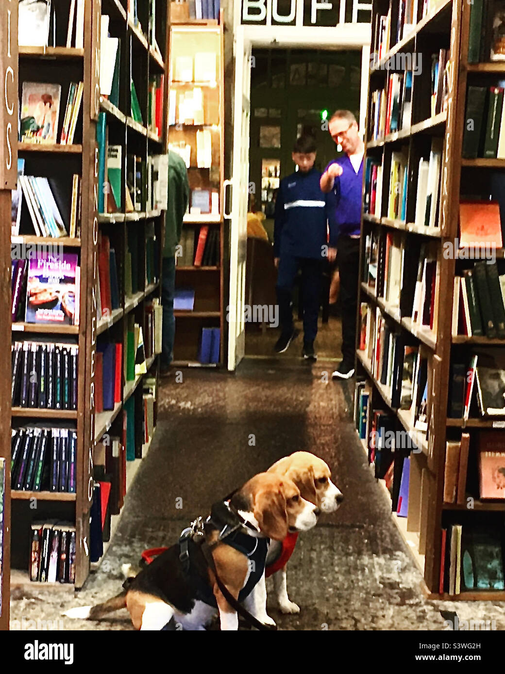 Cani: Aquile in Barter Libri:due cani siedono obbedienti, in attesa di dolcetti, in una libreria molto grande Foto Stock