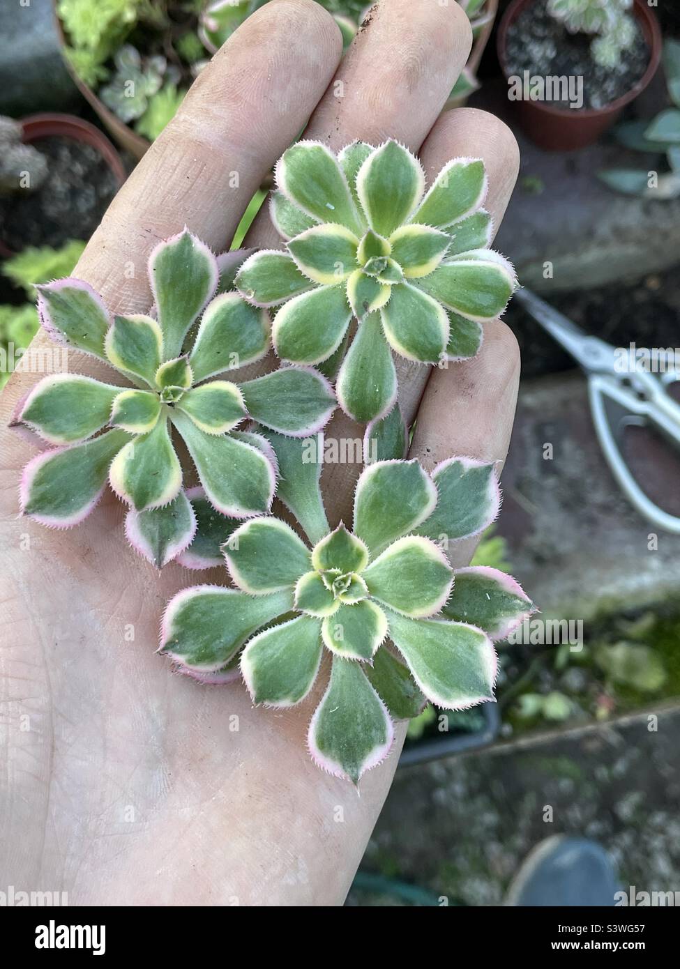 3 Baby Aeonium Sunburst Foto Stock