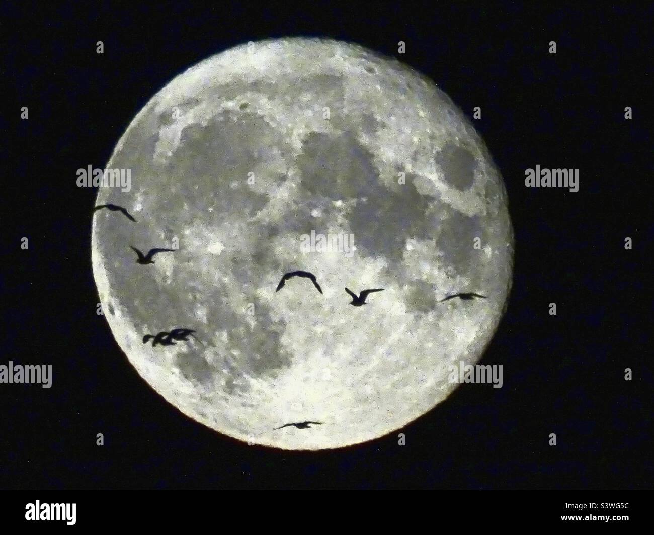 Gregge di uccelli che volano di notte sul volto di una luna piena Foto Stock