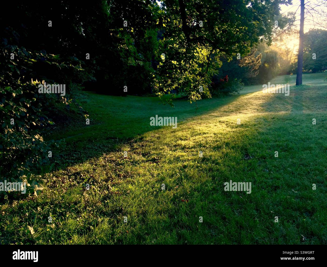 Un fascio di luce calda e luminosa in un parco urbano, Ontario, Canada. Silenzioso, sereno, edificante. Speranza. Ottimismo. La giornata è giovane. Simbolico. Ora d'oro. Foto Stock