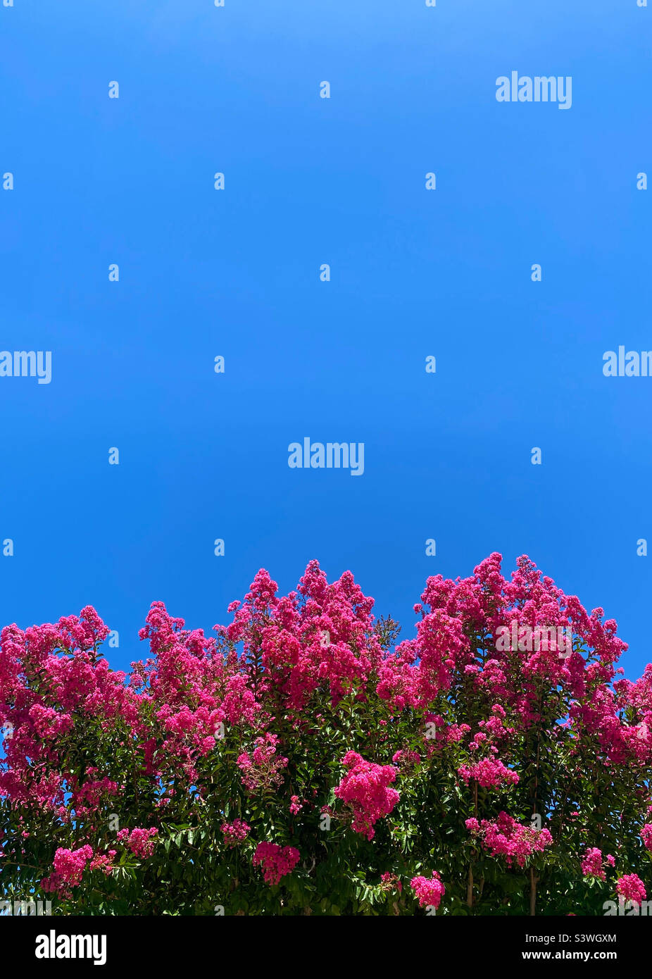 Mirto viola crepe sotto un cielo blu - Immagine stock catturata con smartphone