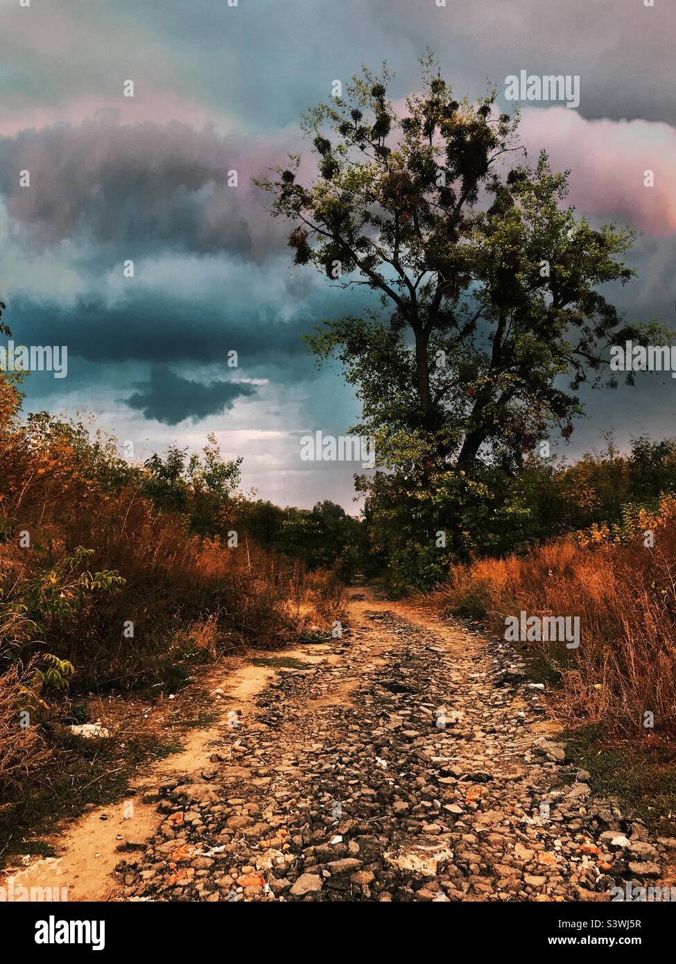 Albero sulla strada di fronte al cielo tempestoso - Immagine stock catturata con smartphone