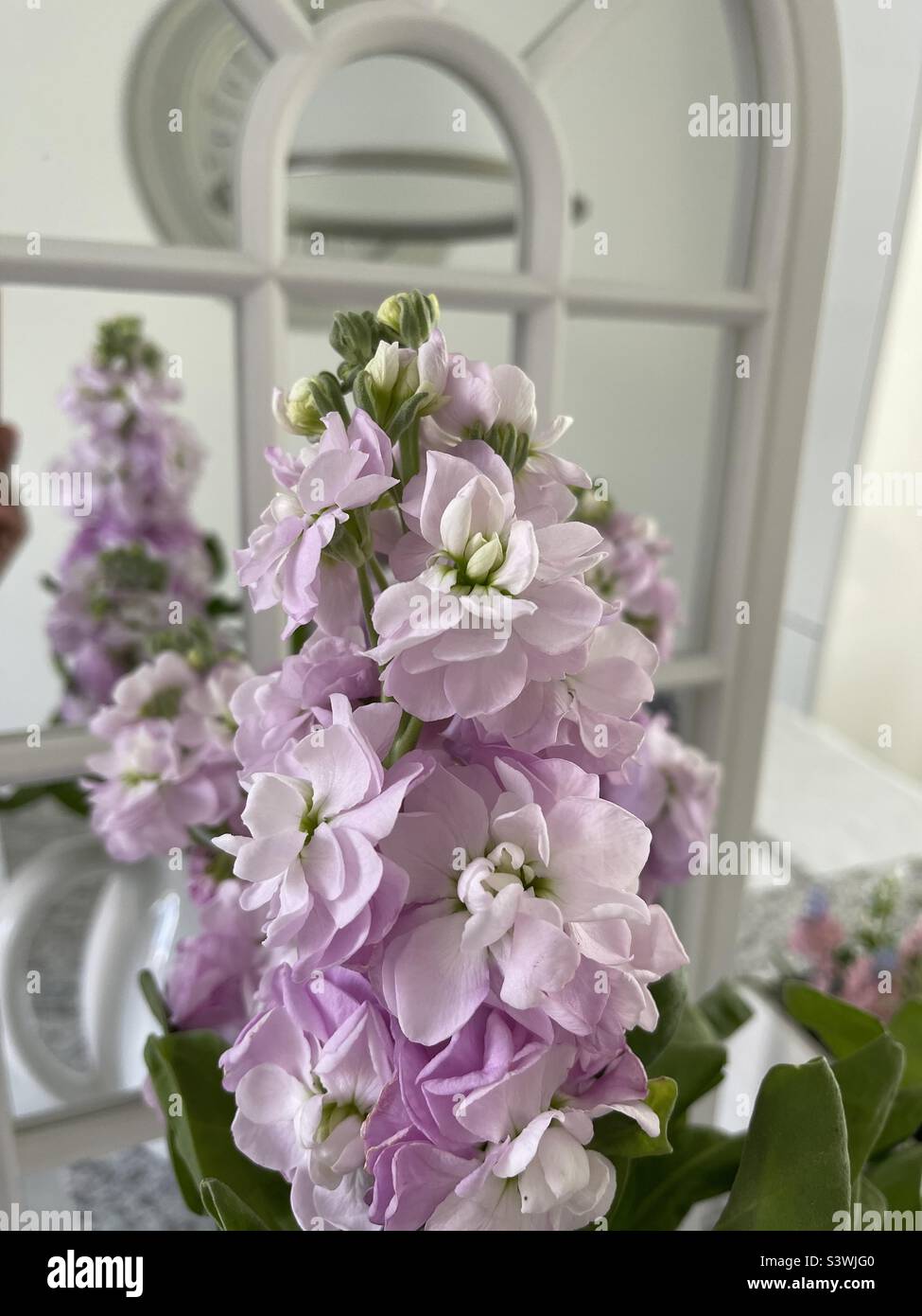 Fiori rosa di scorta di fronte a uno specchio Foto Stock