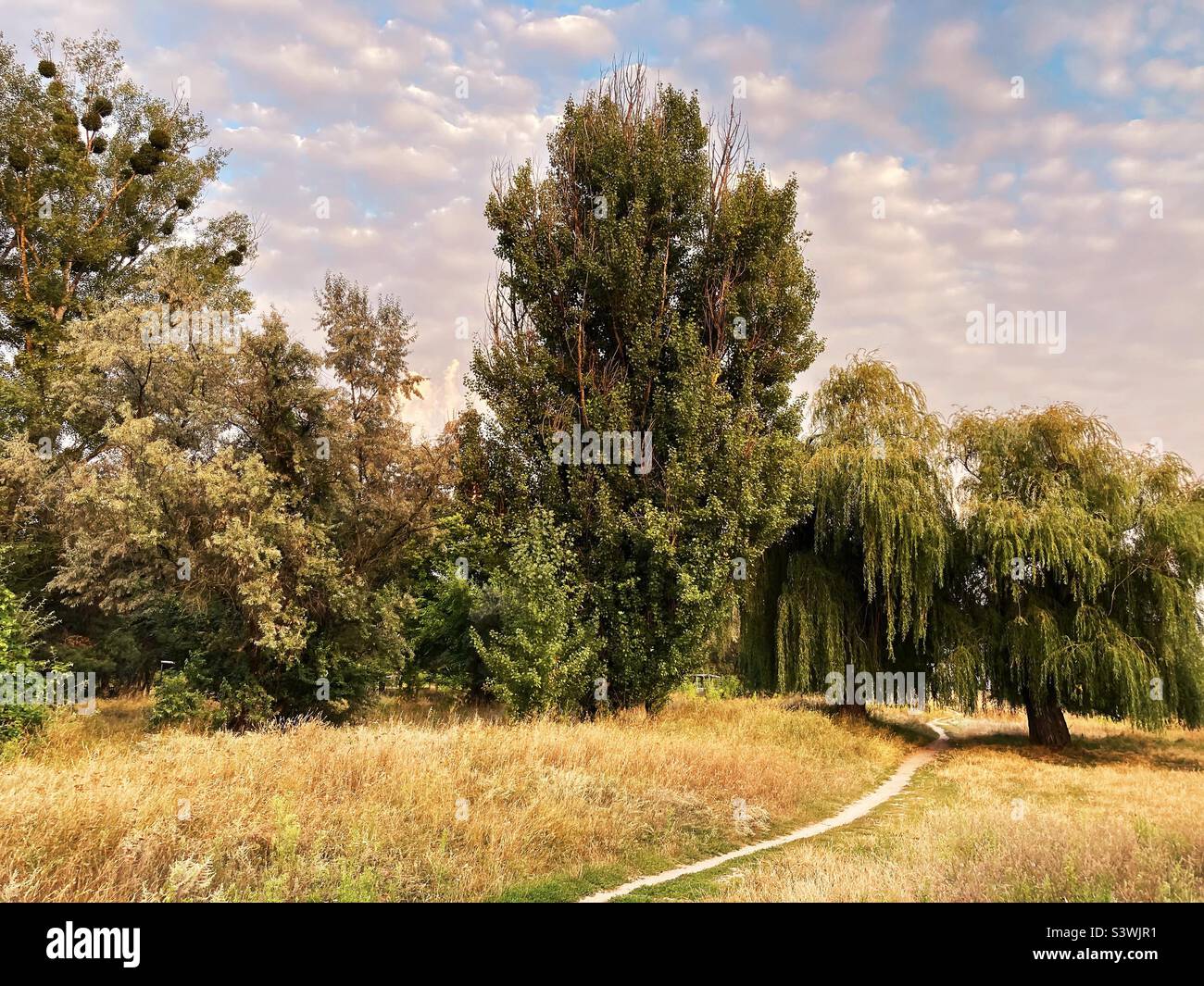 Alberi tronco nel campo - Immagine stock catturata con smartphone