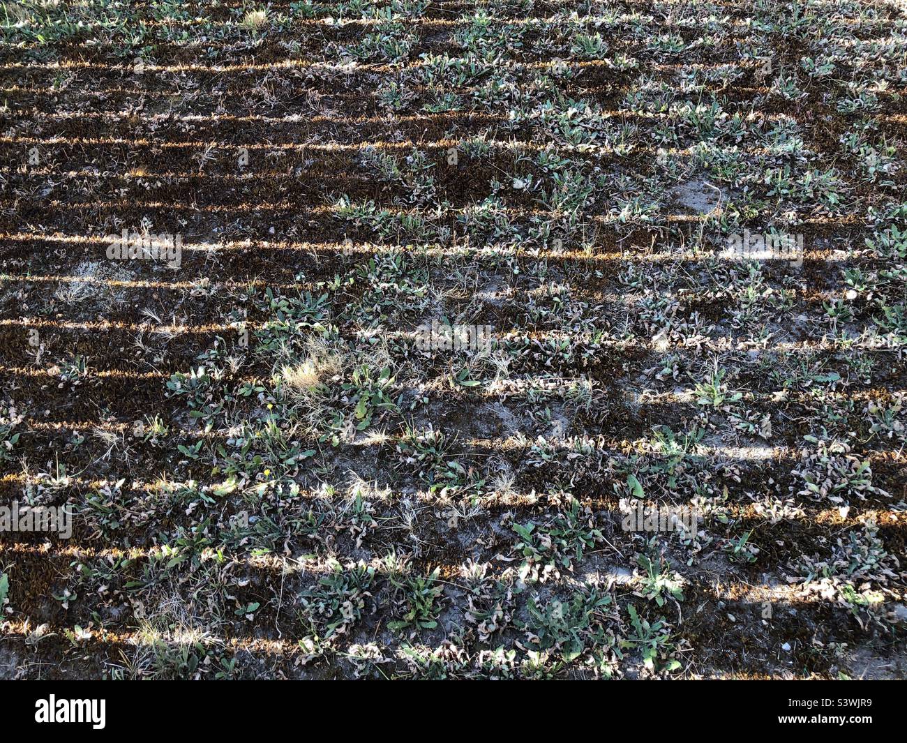 La luce del sole passa attraverso una recinzione su un prato pessimo Foto Stock