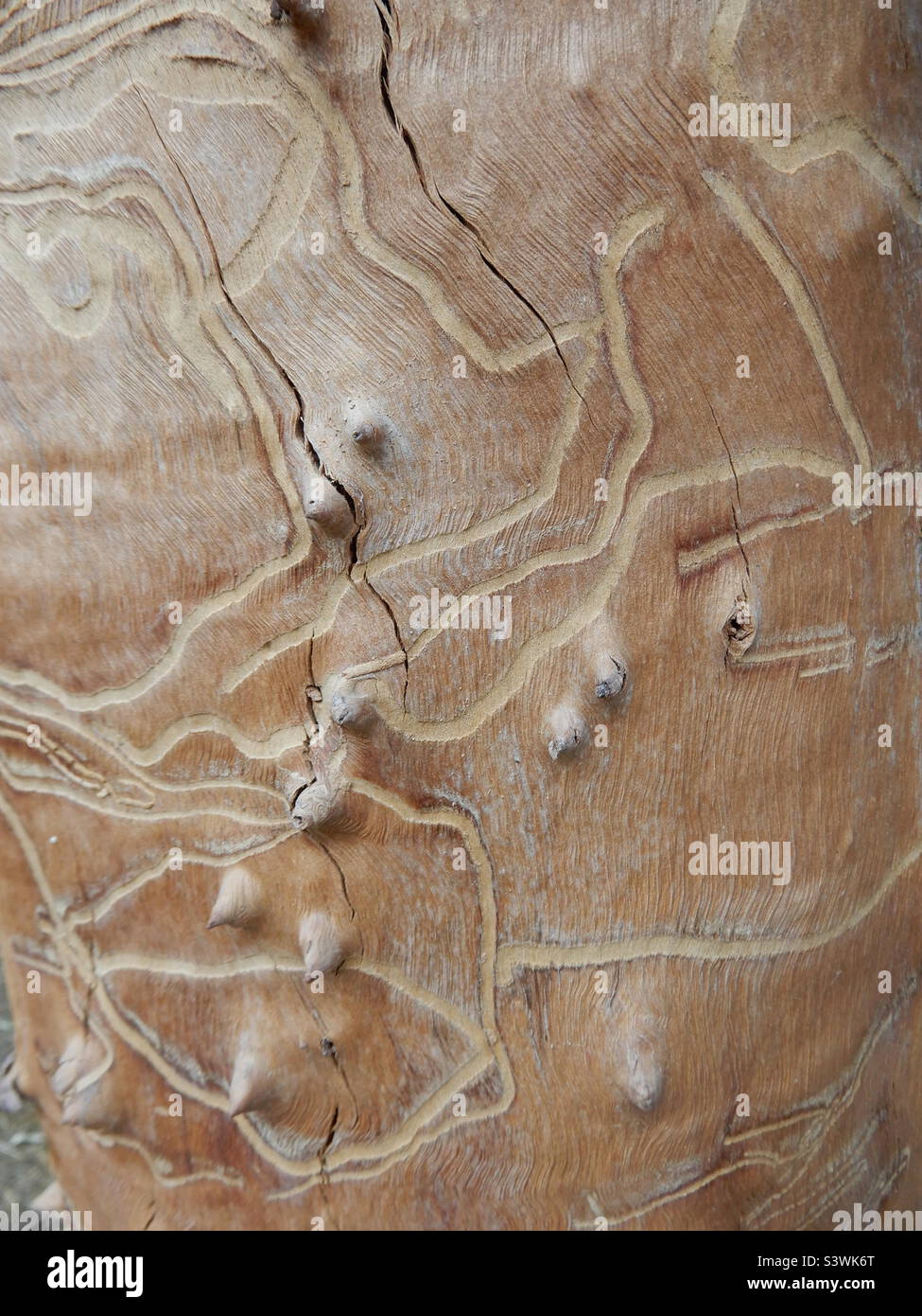 Corteccia interna di un albero di eucalipto Foto Stock