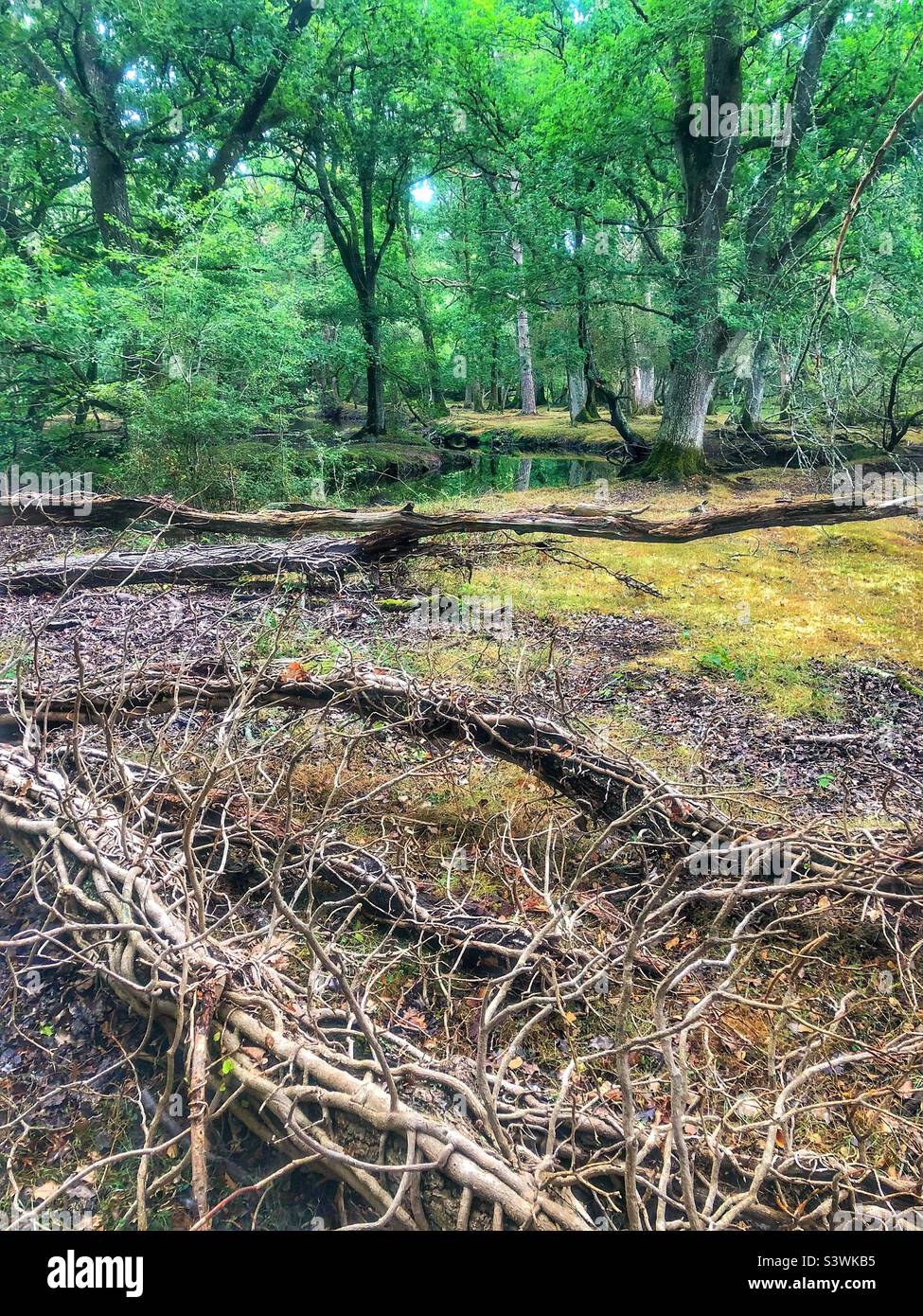 Albero caduto coperto di viti di Ivy e suoi rami vicino al torrente d'acqua di Ober nel New Forest National Park, Brockenhurst, Hampshire, Regno Unito - Immagine stock catturata con smartphone