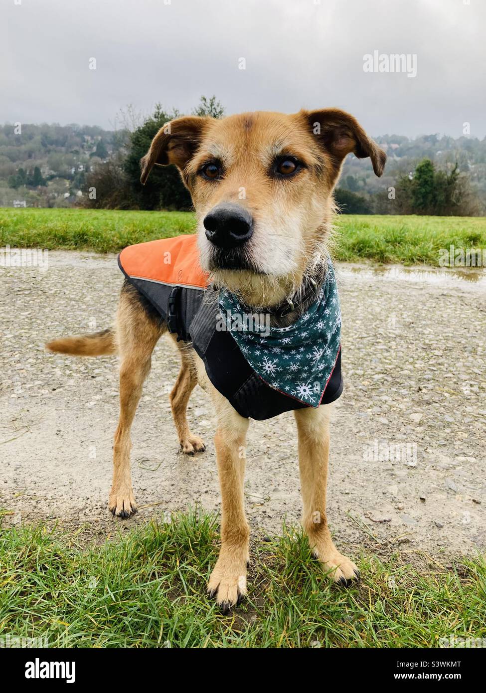 Cane con bandana natalizia e un cappotto arancione Foto Stock