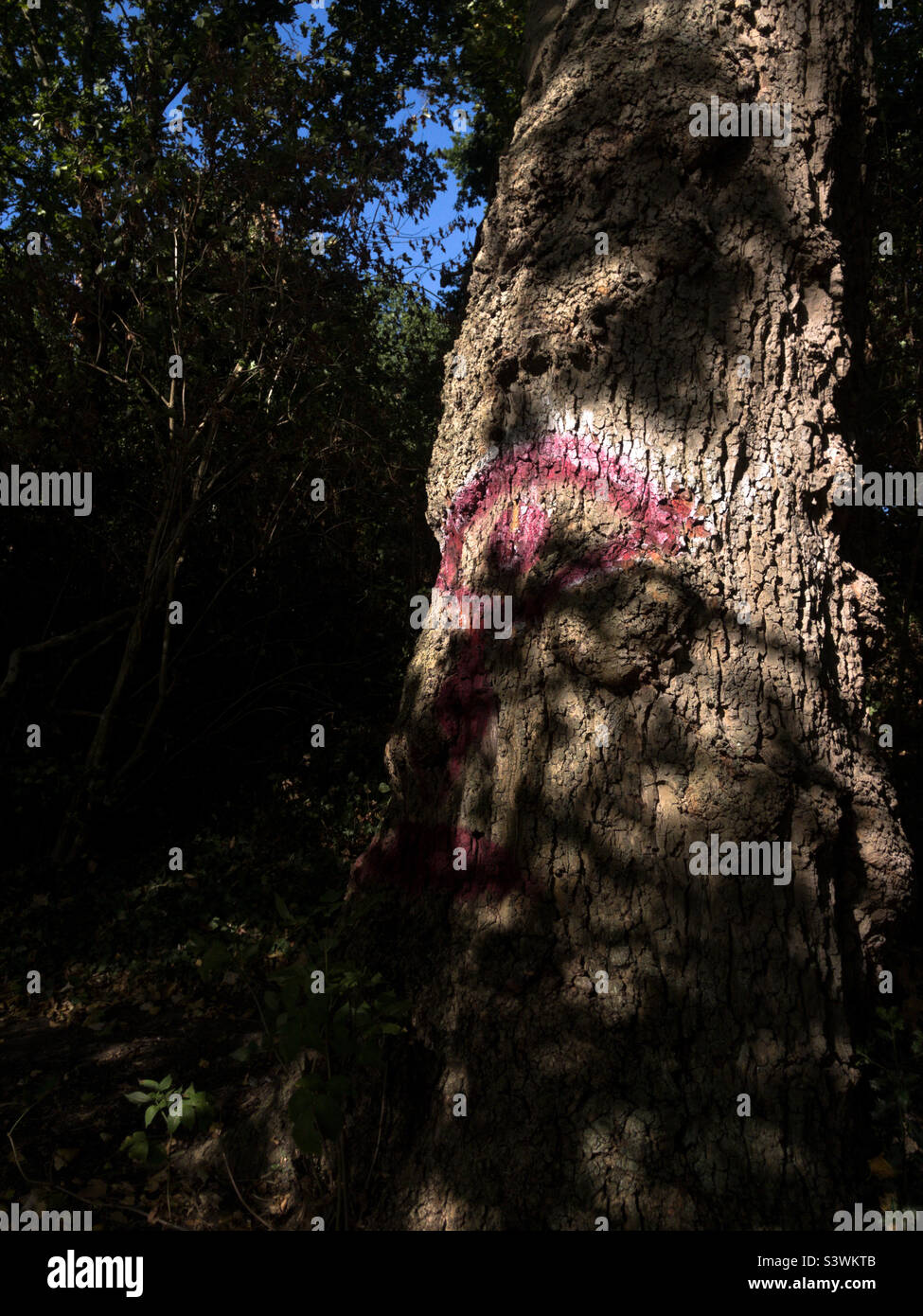 Un albero con una forma ad occhio disegnata sulla sua corteccia Foto Stock