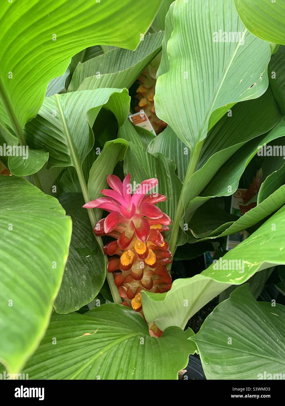 La mia pianta di zenzero in bella fase di fioritura! - Immagine stock catturata con smartphone