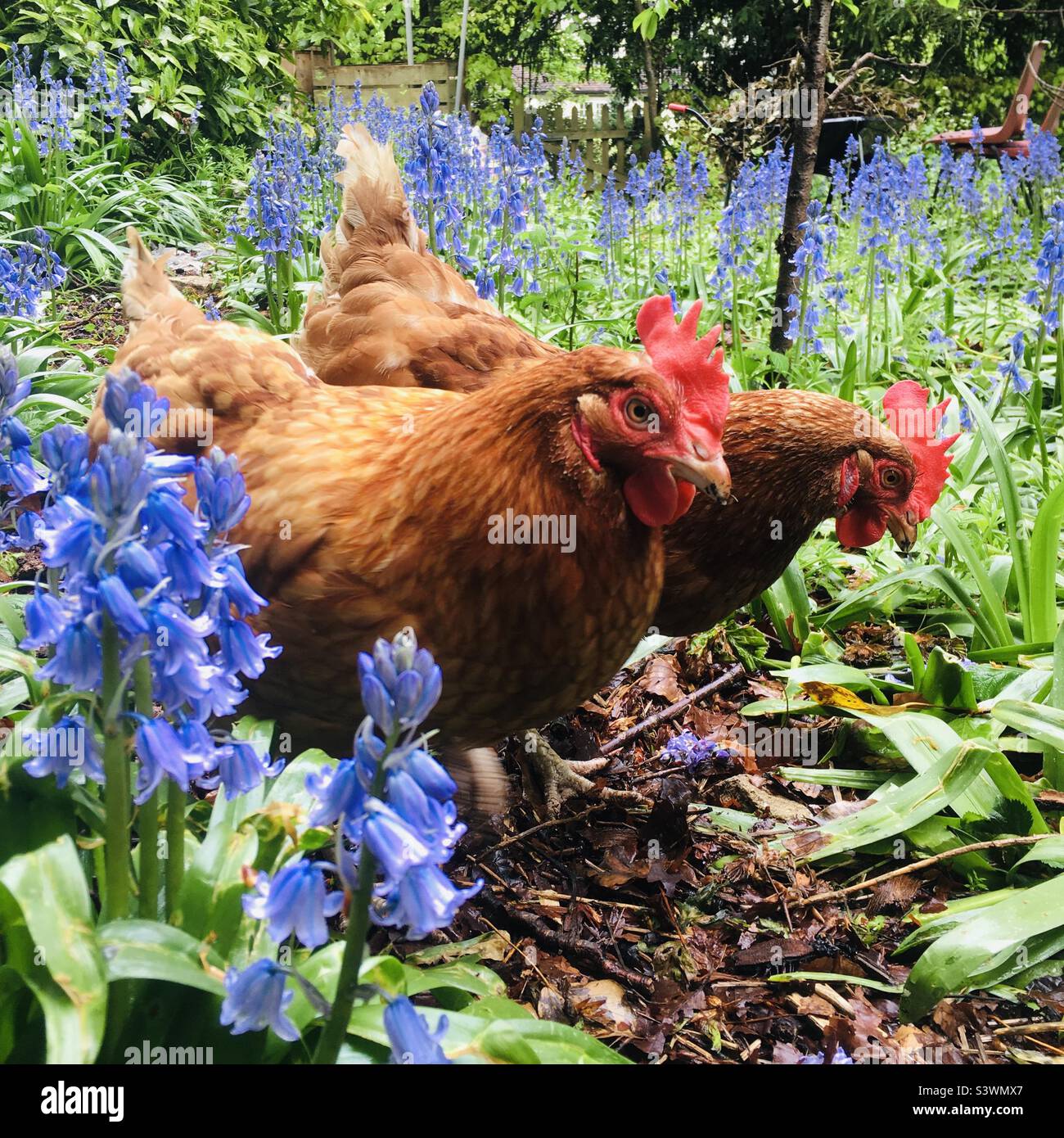 Due galline in un giardino boschivo circondato da campanelle Foto Stock