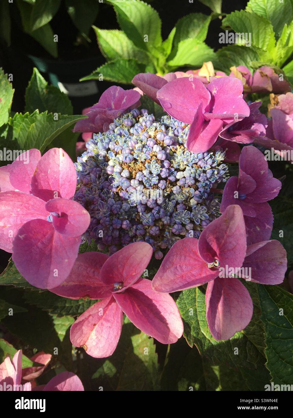 Hydrangea macrophylla flusso blu con petali rosa - Immagine stock catturata con smartphone