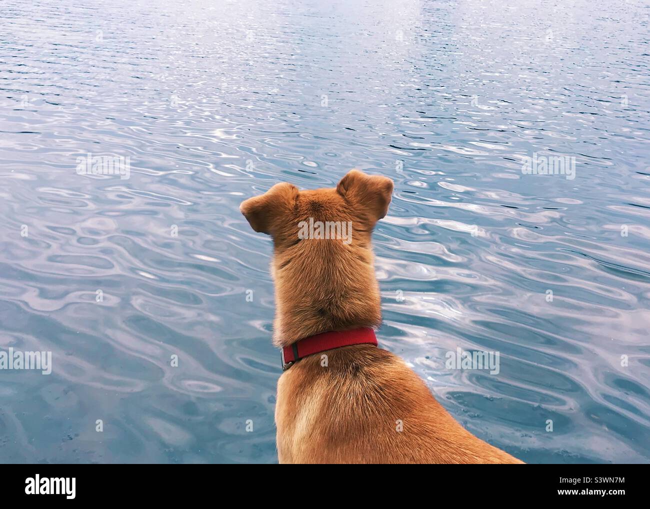 Cane zenzero con collare rosso guardando l'acqua blu del lago - Immagine stock catturata con smartphone